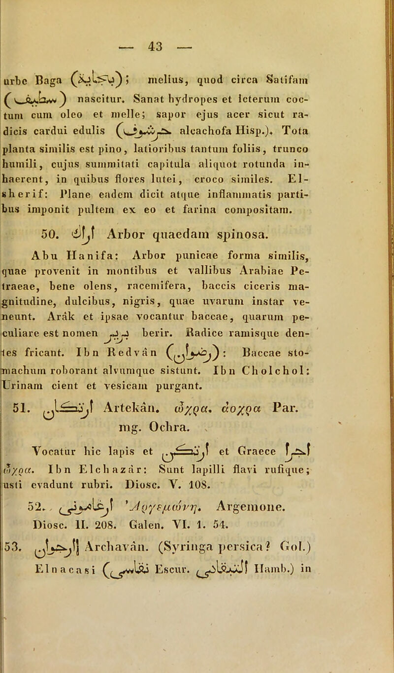 urbe Baga ; melius, quod circa Satifam nascitur. Sanat hydropes et icterum coc- tum cum oleo et meile; sapor ejus acer sicut ra- dicis cardui edulis alcachofa Hisp.)* Tota planta similis est pino, latioribus tantum foliis, trunco humili, cujus summitati capitula aliquot rotunda in- haerent, in quibus flores lutei, croco similes. El- sherif: Plane eadem dicit atque inflammatis parti- bus imponit pultem ex eo et farina compositam. 50. Albor quaedam spinosa. Abu Hanifa: Arbor punicae forma similis, quae provenit in montibus et vallibus Arabiae Pe- traeae, bene olens, racemifera, baccis ciceris ma- gnitudine, dulcibus, nigris, quae uvarum instar ve- neunt. Arak et ipsae vocantur baccae, quarum pe- culiare est nomen berir. Radice ramisque den- les fricant. Ibn Redvan : B accae sto- machum roborant alvumque sistunt. Ibn Cholchol: Urinam cient et vesicam purgant. 51. Artekan. wxqc(, ao/Qa Par. mg. Ochra. Vocatur hic lapis et et Graece iM'/oa. Ibn Elchazar: Sunt lapilli flavi rufique; nsti evadunt rubri. Diosc. V. 10S. 52., 'y!{>yefiorvi]. Argemone. Diosc. II. 208. Galen. VI. 1. 54. <53. Archavan. (Syringa persica? Gol.) EI na casi Escur. Ilamb.) in