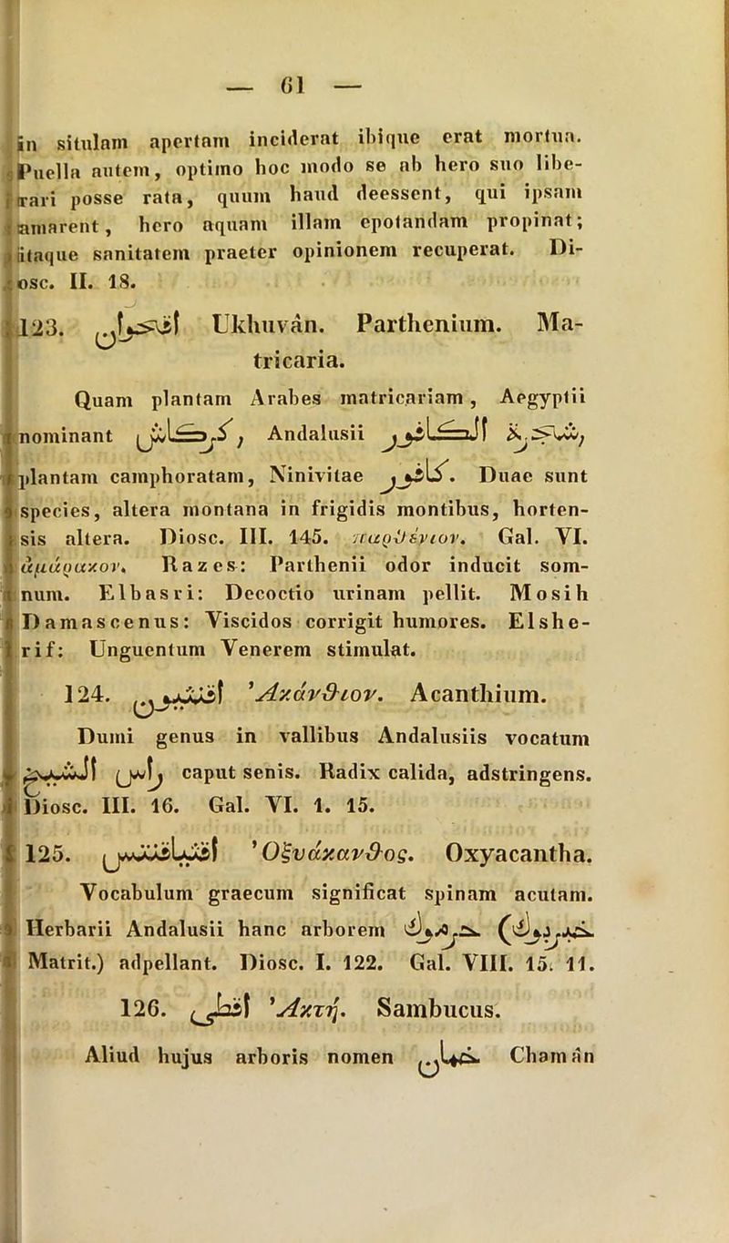 in situlam apertam inciderat ibi que erat mortua. 1‘uella autem, optimo boc modo se nb hero suo libe- i trari posse ratn, quum haud deessent, qui ipsam Jtaiiiarent, hero aquam illam epotandam propinat; . dtaque sanitatem praeter opinionem recuperat. Di- osc. II. 18. 123. Ukhuvan. Parthenium. Ma- tricaria. Quam plantam Arabes matric.ariam , Aegyptii nominant , Andalusii plantam camphoratam, Ninivitae \S. Duae sunt species, altera montana in frigidis montibus, horten- sis altera. Diosc. III. 145. icuqIJzviov. Gal. YI. \ufiuQuxovt Razcs: Parthenii odor inducit som- num. Elbasri: Decoctio urinam pellit. Mosih I) amascenus: Viscidos corrigit humores. Elshe- rif; Unguentum Venerem stimulat. 124. ' Av.avxhov. Acanthium. Dumi genus in vallibus Andalusiis vocatum caput senis. Radix calida, adstringens. Diosc. III. 16. Gal. YI. 1. 15. 125. ’ O^vuy.avdos. Oxyacantha. Vocabulum graecuin significat spinam acutam. Herbarii Andalusii hanc arborem Matrit.) adpellant. Diosc. I. 122. Gal. VIII. 15. 11. 126. ^Jasi 'Ay.zri. Sambucus. Aliud hujus arboris nomen Chain an