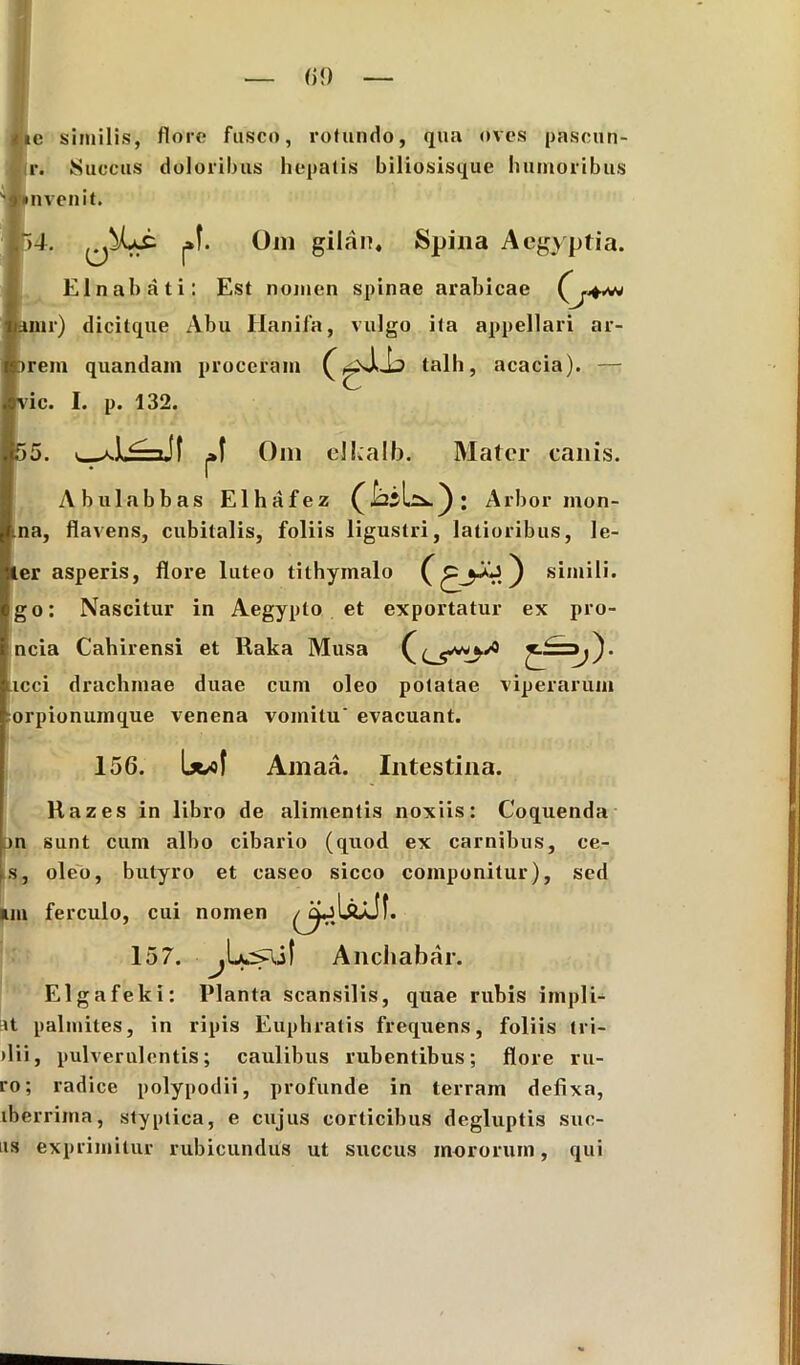 ■e similis, flore fusco, rotundo, qua oves pascun- r. Succus doloribus hepatis biliosisque humoribus II invenit. 54. pf- Om gilan. Spina Aegyptia. Elnahati: Est nomen spinae arabicae (j+s+i amr) dicitque Abu Hanifa, vulgo ita appellari ar- rem quandam proceram (talh, acacia). — vic. I. p. 132. 55. v UirnJf j»l Om elkalb. Mater canis. Abulabbas Elhafez ): Arbor mon- na, flavens, cubitalis, foliis ligustri, latioribus, le- er asperis, flore luteo tithymalo () simili, go: Nascitur in Aegypto et exportatur ex pro- ncia Cahirensi et Raka Musa Ccs^^0 ucci drachmae duae cum oleo potatae viperarum orpionuinque venena vomitu' evacuant. 156. bwf Amati. Intestina. Kazes in libro de alimentis noxiis: Coquenda on sunt cum albo cibario (quod ex carnibus, ce- s, oleo, butyro et caseo sicco componitur), sed im ferculo, cui nomen 157. Ancliabar. Elgafeki: Planta scansilis, quae rubis iinpli- !it palmites, in ripis Euphratis frequens, foliis tri- ilii, pulverulentis; caulibus rubentibus; flore ru- ro; radice polypodii, profunde in terram defixa, iberrima, styptica, e cujus corticibus degluptis suc- us exprimitur rubicundus ut succus mororum, qui