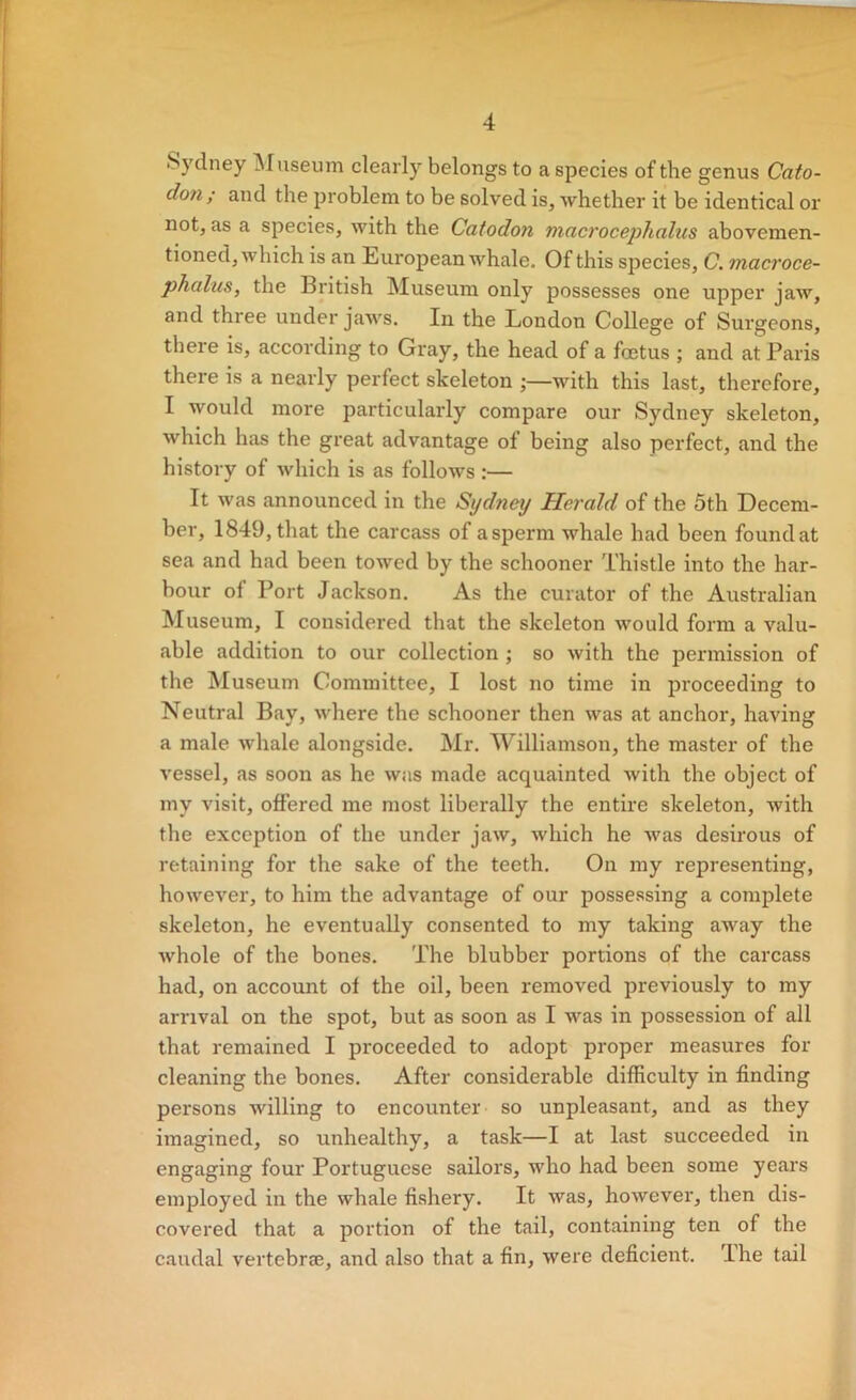 Sydney IMnseum clearly belongs to a species of the genus Cato- don ; and the problem to be solved is, whether it be identical or not, as a species, with the Catodon macroceplialus abovemen- tioned, which is an European whale. Of this species, C. macroce- phalus, the British Museum only possesses one upper jaw, and three under jaws. In the London College of Surgeons, there is, according to Gray, the head of a foetus ; and at Paris there is a nearly perfect skeleton with this last, therefore, I would more particularly compare our Sydney skeleton, which has the great advantage of being also perfect, and the history of which is as follows :— It was announced in the Sydney Herald of the 5th Decem- ber, 1849, that the carcass of a sperm whale had been found at sea and had been towed by the schooner Thistle into the har- bour of Port Jackson. As the curator of the Australian Museum, I considered that the skeleton would form a valu- able addition to our collection; so with the permission of the Museum Committee, I lost no time in pi’oceeding to Neutral Bay, where the schooner then was at anchor, having a male whale alongside. Mr. Williamson, the master of the vessel, as soon as he was made acquainted with the object of my visit, offered me most liberally the entire skeleton, with the exception of the under jaw, which he was desirous of retaining for the sake of the teeth. On my representing, however, to him the advantage of our possessing a complete skeleton, he eventually consented to my taking away the Avhole of the bones. The blubber portions of the carcass had, on account of the oil, been removed previously to my arrival on the spot, but as soon as I was in possession of all that remained I proceeded to adopt proper measures for cleaning the bones. After considerable difficulty in finding persons willing to encounter so unpleasant, and as they imagined, so unhealthy, a task—I at last succeeded in engaging four Portuguese sailors, who had been some years employed in the whale fishery. It was, however, then dis- covered that a portion of the tail, containing ten of the caudal vertebrae, and also that a fin, were deficient. Ihe tail