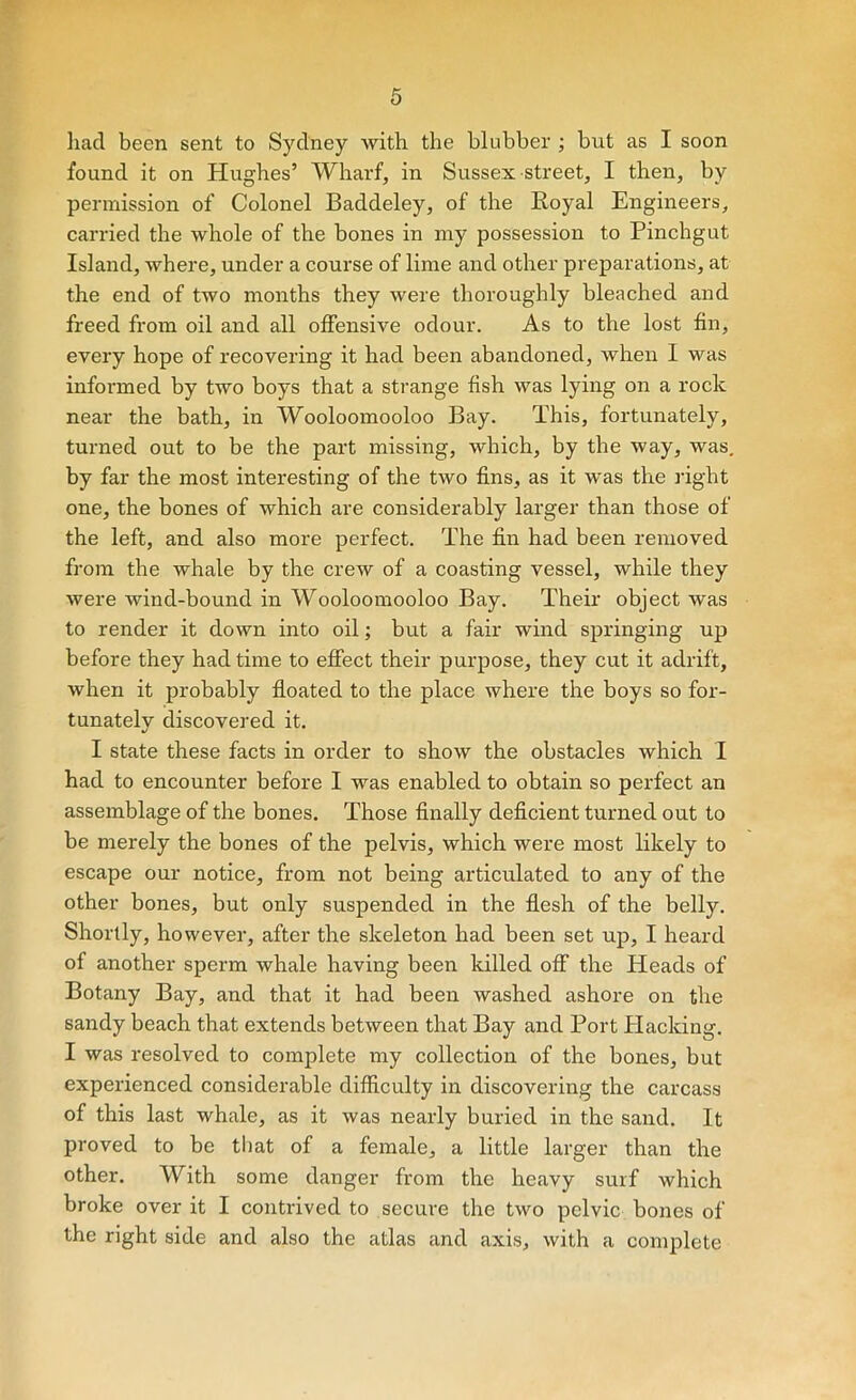 had been sent to Sydney with the blubber ; but as I soon found it on Hughes’ Wharf, in Sussex street, I then, by permission of Colonel Baddeley, of the Boyal Engineers, carried the whole of the bones in my possession to Pinchgut Island, where, under a course of lime and other preparations, at the end of two months they were thoroughly bleached and freed from oil and all offensive odour. As to the lost fin, every hope of recovering it had been abandoned, when I was informed by two boys that a strange fish was lying on a rock near the bath, in Wooloomooloo Bay. This, fortunately, turned out to be the part missing, which, by the way, was, by far the most interesting of the two fins, as it was the right one, the bones of which are considerably larger than those of the left, and also more perfect. The fin had been removed from the whale by the crew of a coasting vessel, while they were wind-bound in Wooloomooloo Bay. Their object was to render it down into oil; but a fair wind springing up before they had time to effect their purpose, they cut it adrift, when it probably floated to the place where the boys so for- tunately discovered it. I state these facts in order to show the obstacles which I had to encounter before I was enabled to obtain so perfect an assemblage of the bones. Those finally deficient turned out to be merely the bones of the pelvis, which were most likely to escape our notice, from not being articulated to any of the other bones, but only suspended in the flesh of the belly. Shortly, however, after the skeleton had been set up, I heard of another sperm whale having been killed off the Heads of Botany Bay, and that it had been washed ashore on the sandy beach that extends between that Bay and Port Blacking. I was resolved to complete my collection of the bones, but experienced considerable difficulty in discovering the carcass of this last whale, as it was nearly buried in the sand. It proved to be that of a female, a little larger than the other. With some danger from the heavy surf which broke over it I contrived to secure the two pelvic bones of the right side and also the atlas and axis, with a complete