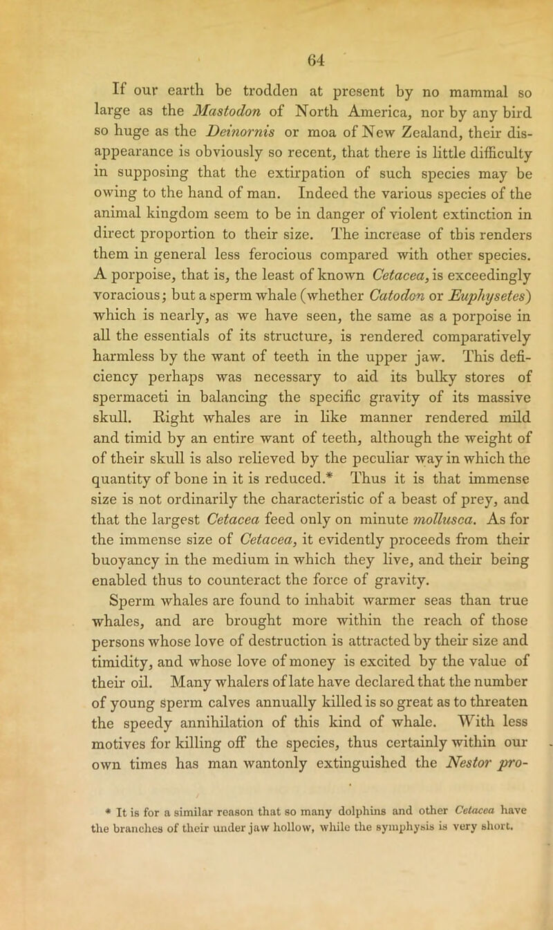 If our earth be trodden at present by no mammal so large as the Mastodon of North America, nor by any bird so huge as the Deinornis or moa of New Zealand, their dis- appearance is obviously so recent, that there is little difficulty in supposing that the extirpation of such species may be owing to the hand of man. Indeed the various species of the animal kingdom seem to be in danger of violent extinction in direct proportion to their size. The increase of this renders them in general less ferocious compared with other species. A porpoise, that is, the least of known Cetacea, is exceedingly voracious; but a sperm whale (whether Catodon or Euphysetes) which is nearly, as we have seen, the same as a porpoise in all the essentials of its structure, is rendered comparatively harmless by the want of teeth in the upper jaw. This defi- ciency perhaps was necessary to aid its bulky stores of spermaceti in balancing the specific gravity of its massive skull. Right whales are in like manner rendered mild and timid by an entire want of teeth, although the weight of of their skull is also relieved by the peculiar way in which the quantity of bone in it is reduced.* Thus it is that immense size is not ordinarily the characteristic of a beast of prey, and that the largest Cetacea feed only on minute mollusca. As for the immense size of Cetacea, it evidently proceeds from their buoyancy in the medium in which they live, and their being enabled thus to counteract the force of gravity. Sperm whales are found to inhabit warmer seas than true whales, and are brought more within the reach of those persons whose love of destruction is attracted by their size and timidity, and whose love of money is excited by the value of their oil. Many whalers of late have declared that the number of young sperm calves annually killed is so great as to threaten the speedy annihilation of this kind of whale. With less motives for killing off the species, thus certainly within our own times has man wantonly extinguished the Nestor pro- • It is for a similar reason that so many dolphins and other Cetacea have the branches of their under jaw hollow, while the syinphysis is very short.