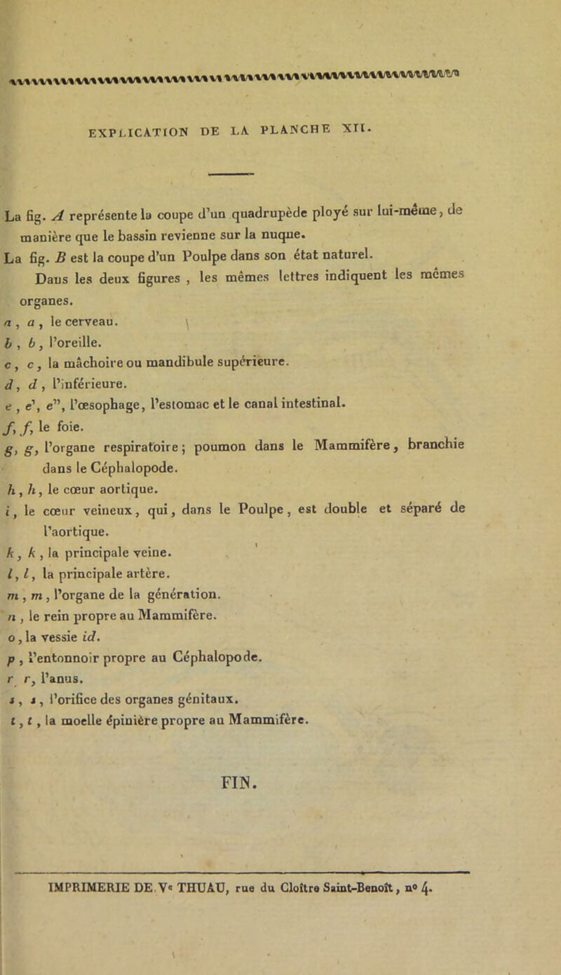 EXPLICATION DE LA PLANCHE XTl- La fig. A représente la coupe d’un quadrupède ployé sur lui-méine, de manière que le bassin revienne sur la nuque. La fig. B est la coupe d’un Poulpe dans son état naturel. Dans les deux figures , les mêmes lettres indiquent les mccnes organes. /I, a , le cerveau. \ h , b, l’oreille. c, c, la mâchoire ou mandibule supérieure. d, d, l’inférieure. e , e’, e”, l’œsophage, l’estomac et le canal intestinal. /, /, le foie. g, g, l’organe respiratoire ; poumon dans le Mammifère, branchie dans le Céphalopode. h, h, le cœur aortique. j, le cœur veineux, qui, dans le Poulpe, est double et séparé de l’aortique. A, A , la principale veine. 1,1, la principale artère. m , m, l’organe de la génération. n , le rein propre au Mammifère. O, la vessie id. P , l’entonnoir propre au Céphalopode, r r, l’anus. i , J , l’orifice des organes génitaux, t, {, la moelle épinière propre au Mammifère. FIN.