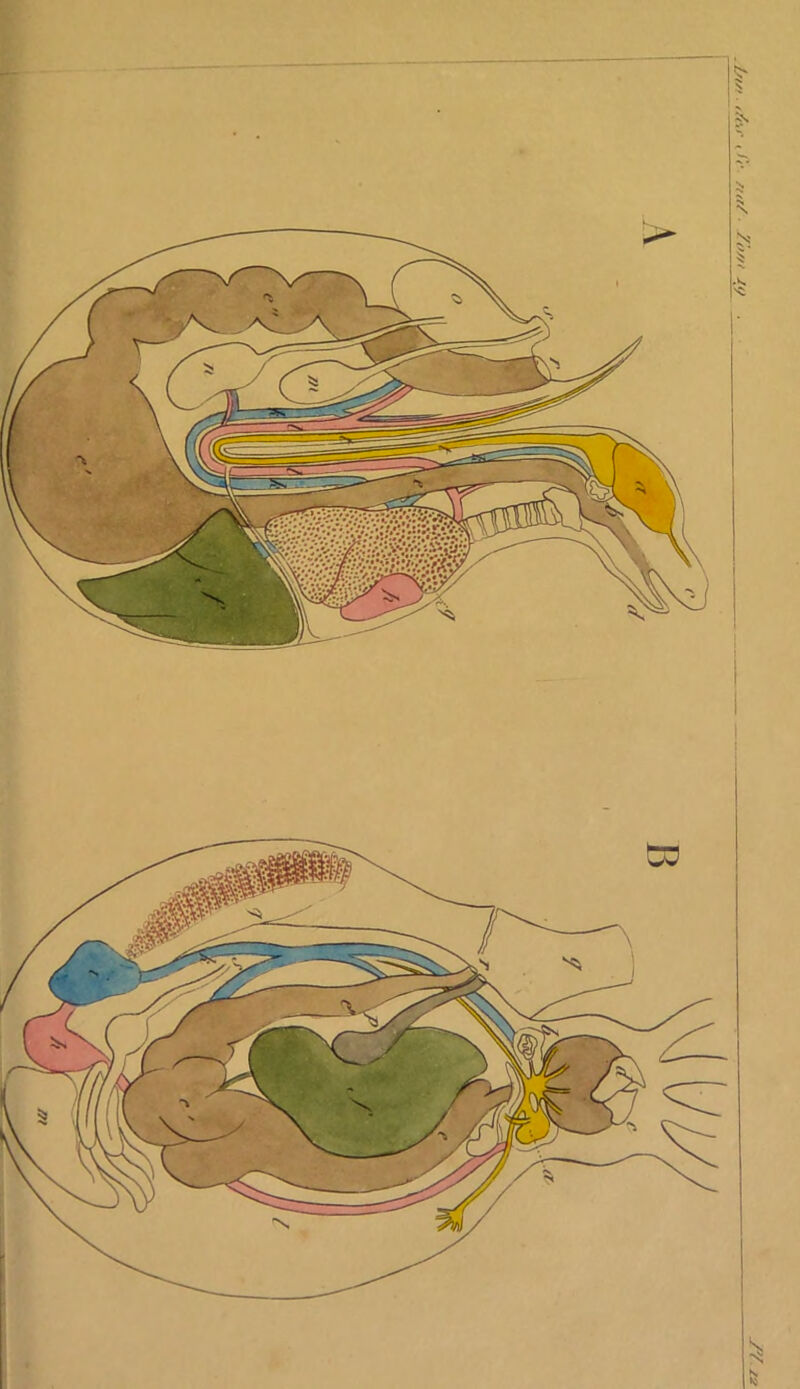 I- 1/>• /ta/ y'o//i yy