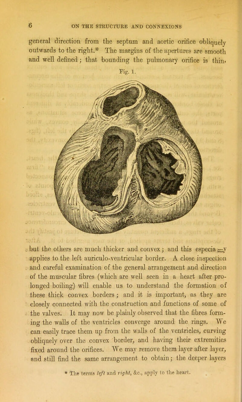 general direction from the septum and aortic orifice obliquely outwards to the right.* The margins of the apertures are smooth and well defined; that bounding the pulmonary orifice is thin. Fig. l. but the others are much thicker and convex; and this especia — y applies to the left auriculo-ventricular border. A close inspection and careful examination of the general arrangement and direction of the muscular fibres (which are well seen in a heart after pro- longed boiling) will enable us to understand the formation of these thick convex borders ; and it is important, as they are closely connected with the construction and functions of some of the valves. It may now be plainly observed that the fibres form- ing the walls of the ventricles converge around the rings. We can easily trace them up from the walls of the ventricles, curving obliquely over the convex border, and having their extremities fixed around the orifices. We may remove them layer after layer, and still find the same arrangement to obtain; the deeper layers * The terras left and right, &c., apply to the heart.