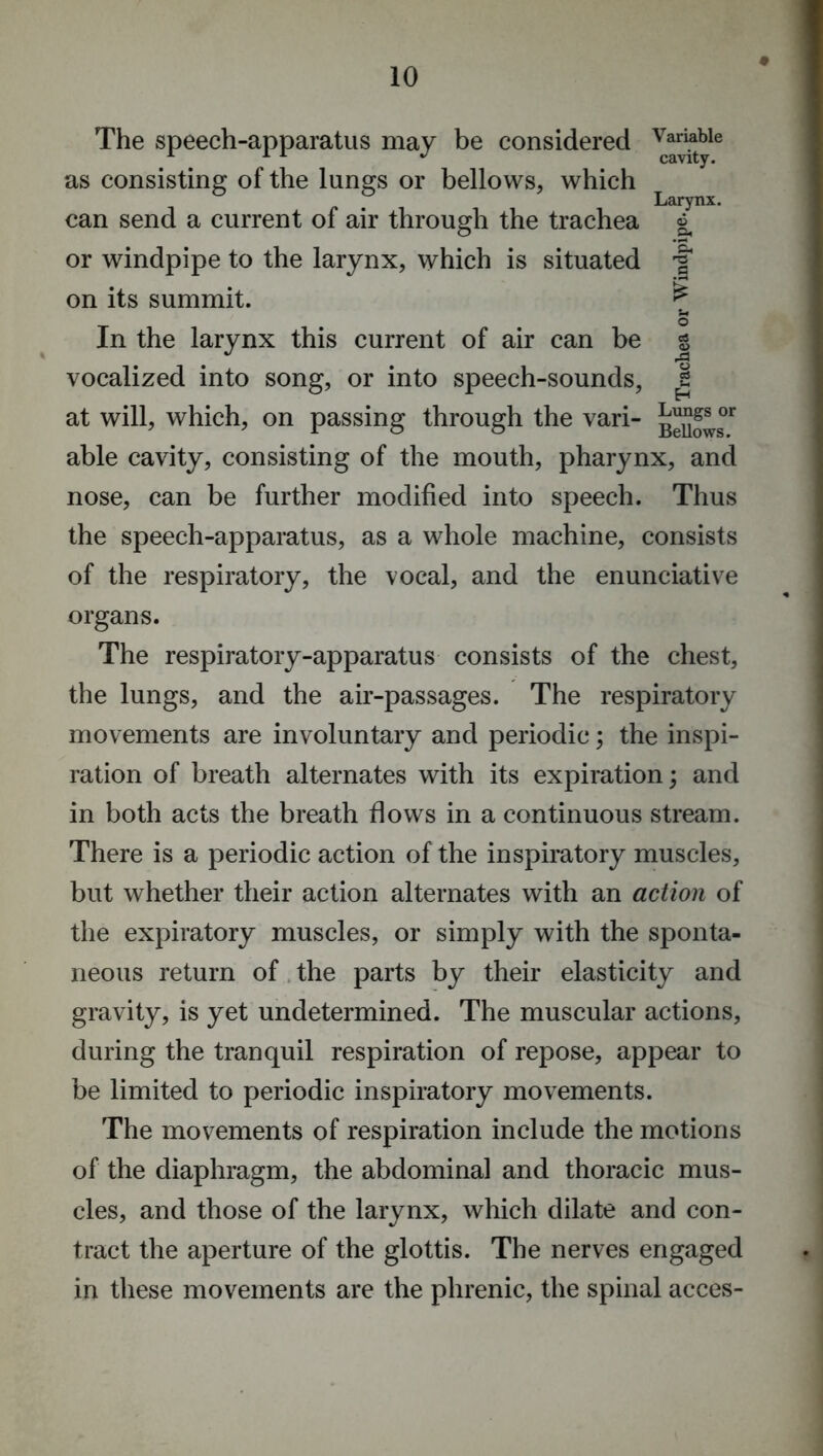 Variable cavity. Larynx. Ch n3 a H Lungs or Bellows. The speech-apparatus may be considered as consisting of the lungs or bellows, which can send a current of air through the trachea or windpipe to the larynx, which is situated on its summit. In the larynx this current of air can be vocalized into song, or into speech-sounds, at will, which, on passing through the vari- able cavity, consisting of the mouth, pharynx, and nose, can be further modified into speech. Thus the speech-apparatus, as a whole machine, consists of the respiratory, the vocal, and the enunciative organs. The respiratory-apparatus consists of the chest, the lungs, and the air-passages. The respiratory movements are involuntary and periodic; the inspi- ration of breath alternates with its expiration; and in both acts the breath flows in a continuous stream. There is a periodic action of the inspiratory muscles, but whether their action alternates with an action of the expiratory muscles, or simply with the sponta- neous return of the parts by their elasticity and gravity, is yet undetermined. The muscular actions, during the tranquil respiration of repose, appear to be limited to periodic inspiratory movements. The movements of respiration include the motions of the diaphragm, the abdominal and thoracic mus- cles, and those of the larynx, which dilate and con- tract the aperture of the glottis. The nerves engaged in these movements are the phrenic, the spinal acces-