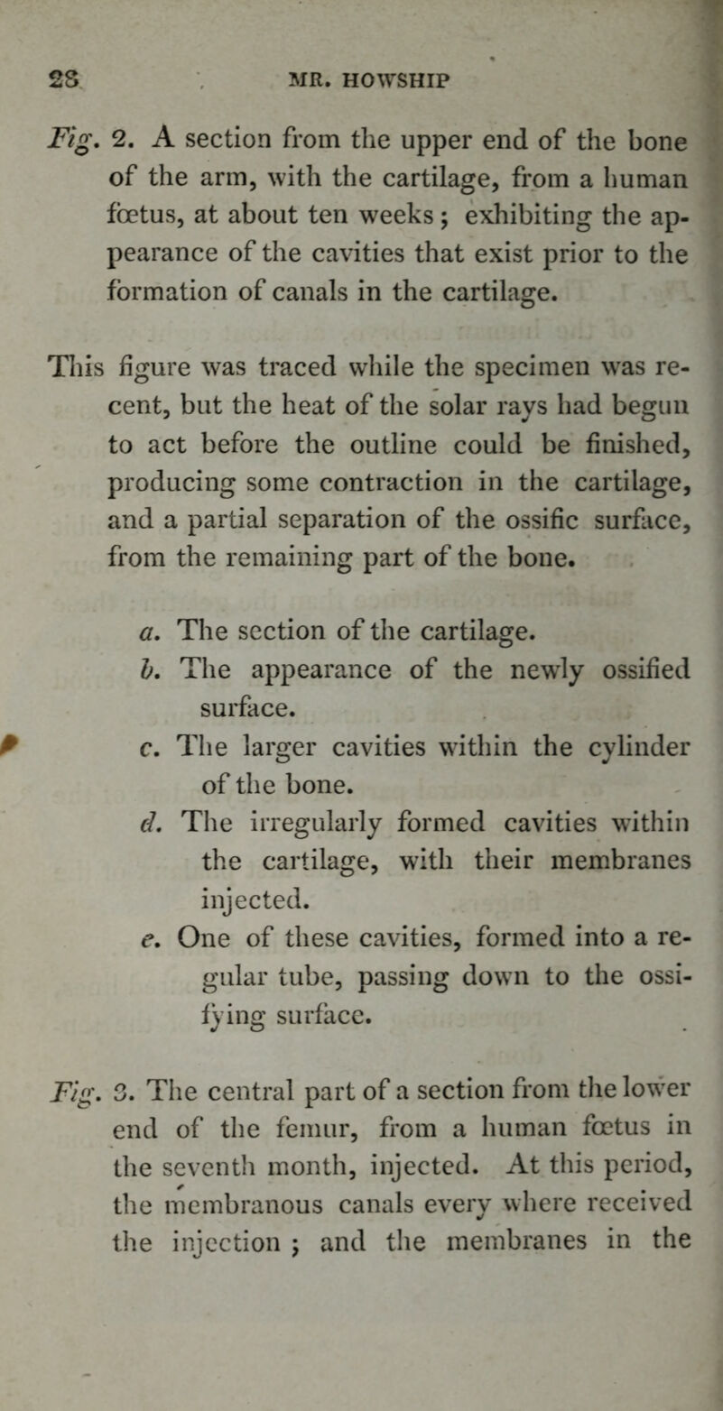 Fig. 2. A section from the upper end of the bone of the arm, with the cartilage, from a human foetus, at about ten weeks; exhibiting the ap- pearance of the cavities that exist prior to the formation of canals in the cartilage. This figure was traced while the specimen was re- cent, but the heat of the solar rays had begun to act before the outline could be finished, producing some contraction in the cartilage, and a partial separation of the ossific surface, from the remaining part of the bone. a. The section of the cartilage. b. The appearance of the newly ossified surface. c. The larger cavities within the cylinder of the bone. d. The irregularly formed cavities within the cartilage, with their membranes injected. e. One of these cavities, formed into a re- gular tube, passing down to the ossi- fying surface. Fig. 3. The central part of a section from the lower end of the femur, from a human foetus in the seventh month, injected. At this period, the membranous canals every where received the injection ; and the membranes in the