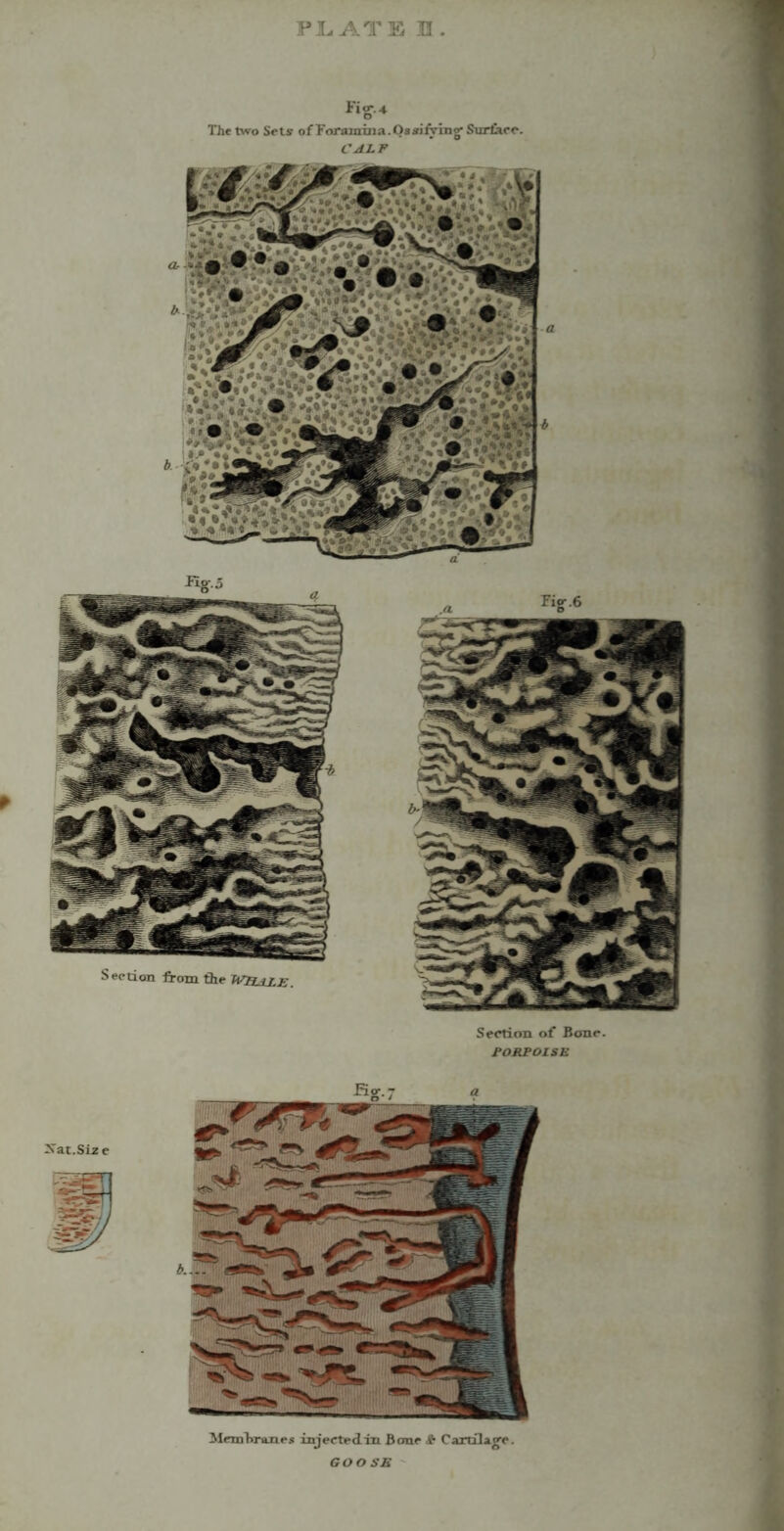 Section of Bone. PORPOISE Fig-7 Membranes injectedin Bone ,f- Cartilage. GOOSE