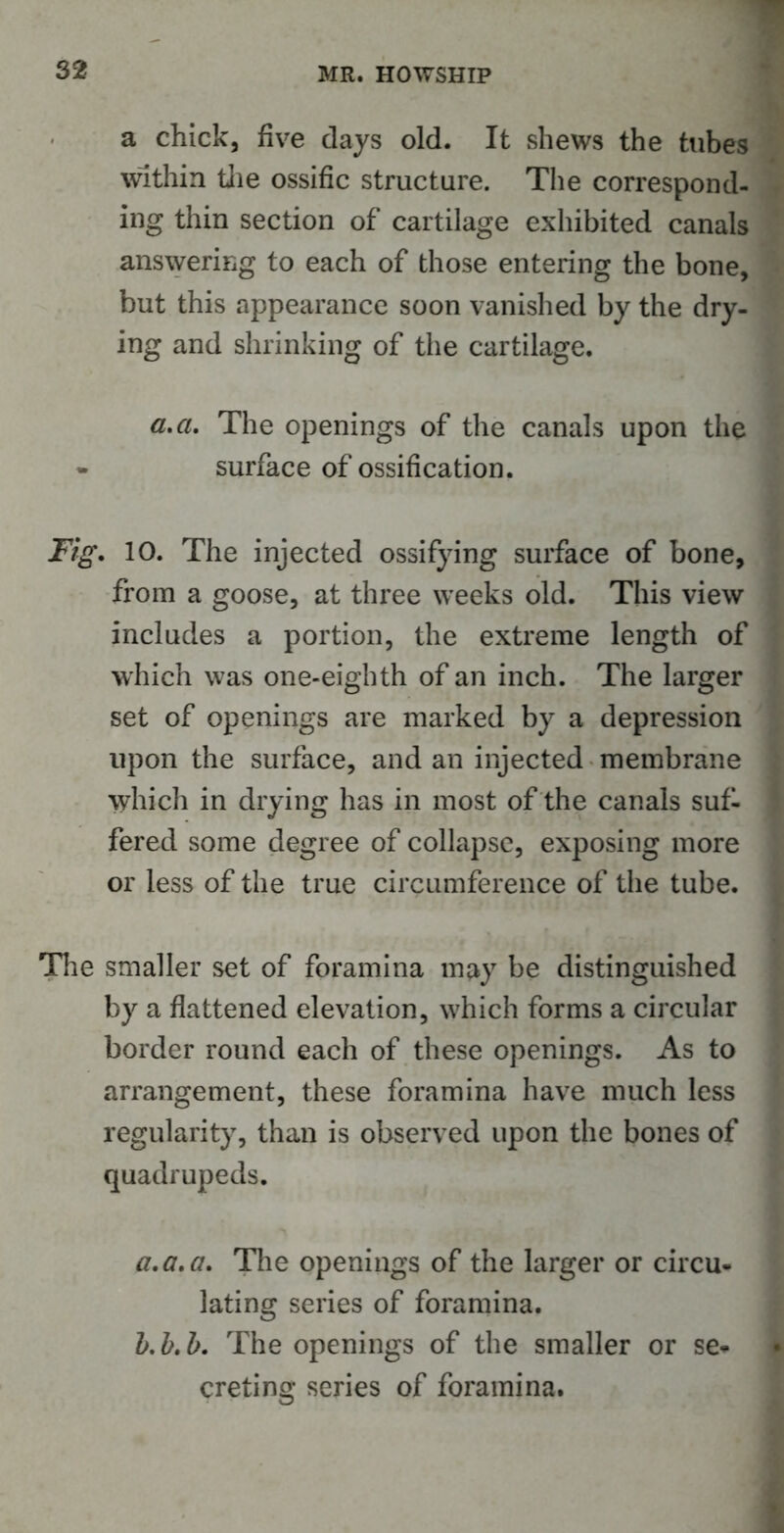 a chick, five days old. It shews the tubes within the ossific structure. The correspond- ing thin section of cartilage exhibited canals answering to each of those entering the bone, but this appearance soon vanished by the dry- ing and shrinking of the cartilage. a,cl The openings of the canals upon the * surface of ossification. Fig. 10. The injected ossifying surface of bone, from a goose, at three weeks old. This view includes a portion, the extreme length of which was one-eighth of an inch. The larger set of openings are marked by a depression upon the surface, and an injected membrane which in drying has in most of the canals suf- fered some degree of collapse, exposing more or less of the true circumference of the tube. The smaller set of foramina may be distinguished by a flattened elevation, which forms a circular border round each of these openings. As to arrangement, these foramina have much less regularity, than is observed upon the bones of quadrupeds. a. a. a. The openings of the larger or circu- lating series of foramina. b. b.b. The openings of the smaller or se- creting series of foramina.