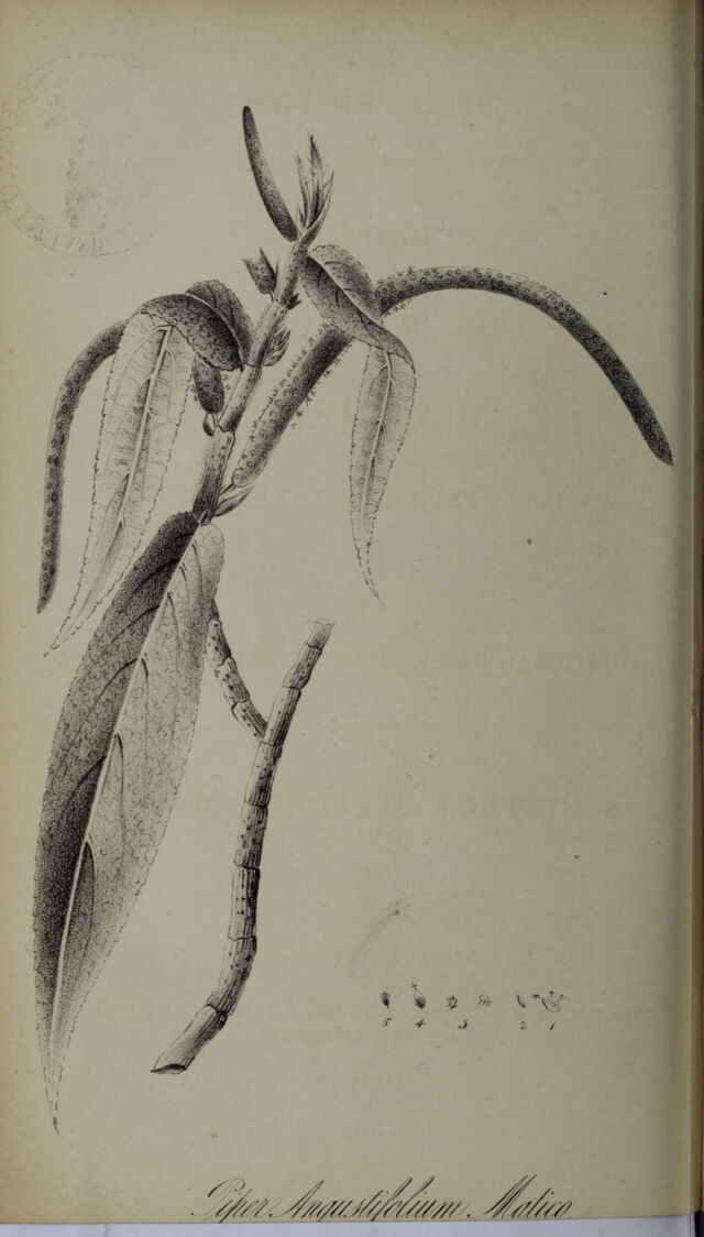 digitised image 2