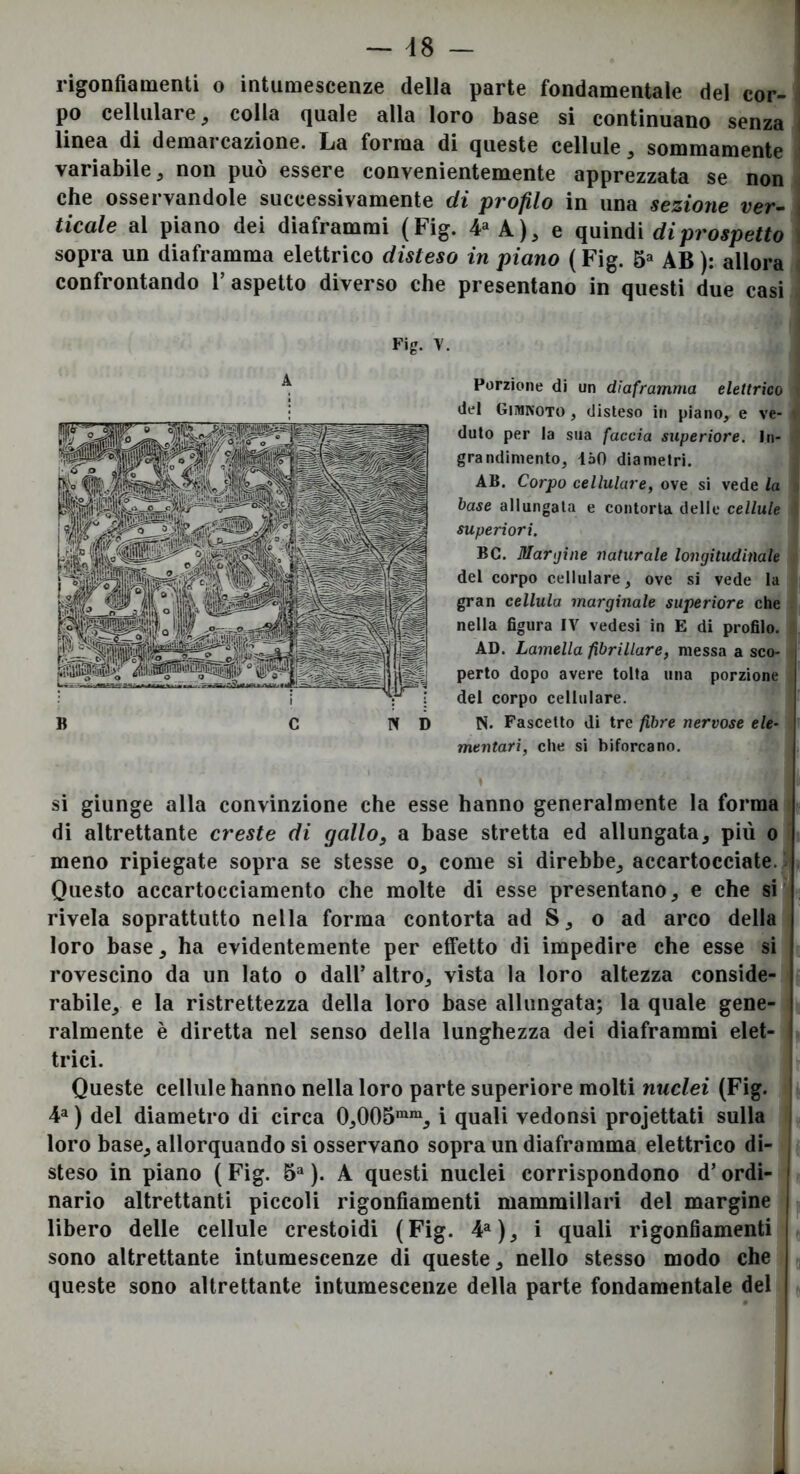 rigonfiamenti o intumescenze della parte fondamentale del cor- i po cellulare;, colla quale alla loro base si continuano senza i linea di demarcazione. La forma di queste cellule sommamente : variabile;, non può essere convenientemente apprezzata se non che osservandole successivamente di profilo in una sezione ver- \ ticale al piano dei diaframmi (Fig. A), e (piìMì di prospetto \ sopra un diaframma elettrico disteso in piano ( Fig. 5» AB ): allora confrontando l’aspetto diverso che presentano in questi due casi Fig. V. Porzione di un diaframma elettrico del Gimnoto, disteso in piano, e ve- duto per la sua faccia superiore. In- grandimento, iàO diametri. AB. Corpo cellulare, ove si vede la base allungata e contorta delle cellule superiori. BC. lUarijine naturale longitudinale del corpo cellulare, ove si vede la gran cellula marginale superiore che nella figura IV vedesi in E di profilo. AD. Lamella fibrillare, messa a sco- perto dopo avere tolta una porzione del corpo cellulare. N. Fascette di tre fibre nervose ele- mentari, che si biforcano. si giunge alla convinzione che esse hanno generalmente la forma di altrettante creste di gallo, a base stretta ed allungata, più o meno ripiegate sopra se stesse o, come si direbbe, accartocciate. Questo accartocciamento che molte di esse presentano, e che si® rivela soprattutto nella forma contorta ad S, o ad arco della loro base, ha evidentemente per effetto di impedire che esse si rovescino da un Iato o dall’ altro, vista la loro altezza conside- rabile, e la ristrettezza della loro base allungata; la quale gene- ralmente è diretta nel senso della lunghezza dei diaframmi elet- trici. Queste cellule hanno nella loro parte superiore molti nuclei (Fig. j 4^ ) del diametro di circa 0,005“^, i quali vedonsi projettati sulla | loro base, allorquando si osservano sopra un diaframma elettrico di- steso in piano (Fig. 5=»). A questi nuclei corrispondono d’ordi- nario altrettanti piccoli rigonfiamenti mammillari del margine libero delle cellule crestoidi (Fig. ¥), i quali rigonfiamenti sono altrettante intumescenze di queste, nello stesso modo che queste sono altrettante intumescenze della parte fondamentale del