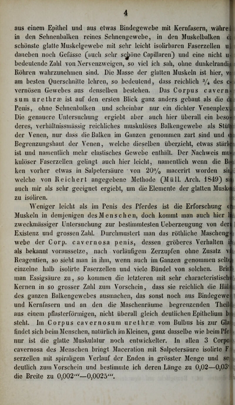 aus einem Epithel und aus etwas Bindegewebe mit Kernfasern, währejjf in den Sehnenbalken reines Sehnengewebe, in den Muskelbalken d|, schönste glatte Muskelgewebe mit sehr leicht isolirbaren Faserzellen ul daneben noch Gefasse (auch sehr Spione Capillaren) und eine nicht u» bedeutende Zahl von Nervenzweigen, so viel ich sah, ohne dunkelrandijl Röhren wahrzunehmen sind. Die Masse der glatten Muskeln ist hier, vf am besten Querschnitte lehren, so bedeutend, dass reichlich % des cl vernösen Gewebes aus denselben bestehen. Das Corpus caverni sum urethrae ist auf den ersten Blick ganz anders gebaut als die dft Penis, ohne Sehnenbalken und scheinbar nur ein dichter Venenplexil Die genauere Untersuchung ergiebt aber auch hier überall ein beso deres, verhältnissmässig reichliches muskulöses Balkengewebe als Stüt der Venen, nur dass die Balken im Ganzen genommen zart sind und < Begrenzungshaut der Venen, welche dieselben übersieht, etwas starb ist und namentlich mehr elastisches Gewebe enthält. Der Nachweis mr kulöser Faserzellen gelingt auch hier leicht, namentlich wenn die B;> ken vorher etwas in Salpetersäure von 20% macerirt worden sii welche von Reichert angegebene Methode (Müll. Arch. 1849) si auch mir als sehr geeignet ergiebt, um die Elemente der glatten Musk« zu isöliren. Weniger leicht als im Penis des Pferdes ist die Erforschung c Muskeln in demjenigen des Menschen, doch kommt man auch hier 1 zweckmässiger Untersuchung zur bestimmtesten Ueberzeugung von der Existenz und grossen Zahl. Durchmustert man das röthliche Mascheng webe der Corp. cavernosa penis, dessen gröberes Verhalten i als bekannt voraussetze, nach vorläufigem Zerzupfen ohne Zusatz v Reagentien, so sieht man in ihm, wenn auch im Ganzen genommen selb einzelne halb isolirte Faserzellen und viele Bündel von solchen. Brir man Essigsäure zu, so kommen die letzteren mit sehr characterislisch Kernen in so grosser Zahl zum Vorschein, dass sie reichlich die Pläl des ganzen Balkengewebes ausmachen, das sonst noch aus Bindegewe und Kernfasern und an den die Maschenräume begrenzenden Theil aus einem pflasterförmigen, nicht überall gleich deutlichen Epilhclium bi steht. Im Corpus cavernosum urethrae vom Bulbus bis zur Gla< findet sich beim Menschen, natürlich im Kleinen, ganz dasselbe wie beim Pfei nur ist die glatte Muskulatur noch entwickelter. In allen 3 Corpo cavernosa des Menschen bringt Maceration mit Salpetersäure isolirte F serzellen mit spiraligem Verlauf der Enden in grösster Menge und se deutlich zum Vorschein und bestimmte ich deren Länge zu 0,02—0,03' die Breite zu 0,002'—0,0025'.