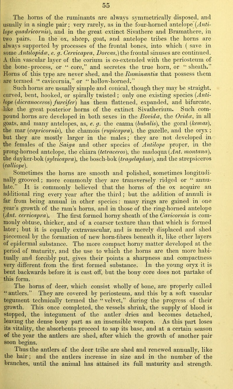 The horns of the ruminants are always symmetrically disposed, and usually in a sing'le pair; very rarely, as in the four-horned antelope’[Anti- lope quadricornis), and in the great extinct Sivathere and Bramathere, in two pairs. In the ox, sheep, goat, and antelope tribes the horns are always supported by processes of the frontal bones, into which ( save in some Antilopidat, e. g. Cervicapra, Dorcas,) the frontal sinuses are continued. A thin vascular layer of the corium is co-extended with the periosteum of the bone-process, or “ core,” and secretes the true horn, or “ sheath.” Horns of this type are never shed, and the Ruminantia that possess them are termed “ cavicornia,” or “ hollow-horned.” Such horns are usually simple and conical, though they may he straight, curved, bent, hooked, or spirally twisted; only one existing species [Anti- lope (dicranoceros) furcifer) has them flattened, expanded, and bifurcate, like the great posterior horns of the extinct Sivatherium. Such com- pound horns are developed in both sexes in the Bovida, the Ovidce, in all goats, and many antelopes, as, e. g. the caama (bubalis), the goral (kemas), the mar [capricornis), the chamois (rupicapra), the gazelle, and the oryx ; but they are mostly larger in the males; they are not developed in the females of the Saiga and other species of Antilope proper, in the prong-homed antelope, the chiara (tetraceros), the madoqua [Ant. montana), the duyker-bok [sylvicapra), the bosch-bok [tmgelaphus), and the strepsiceros [calliope). Sometimes the horns are smooth and polished, sometimes longitudi- nally grooved; more commonly they are transversely ridged or “ annu- late.” It is commonly believed that the horns of the ox acquire an additional ring every year after the third; but the addition of annuli is far from being annual in other species: many rings are gained in one year’s growth of the ram’s horns, and in those of the ring-horned antelope [Ant. cervicapra). The first formed horny sheath of the Cavicornia is com- monly obtuse, thicker, and of a coarser texture than that which is formed later; but it is equally extravascular, and is merely displaced and shed piecemeal by the formation of new horn-fibres beneath it, like other layers of epidermal substance. The more compact horny matter developed at the period of maturity, and the use to which the horns are then more habi- tually and forcibly put, gives their points a sharpness and compactness very different from the first formed substance. In the young oryx it is bent backwards before it is cast off, but the bony core does not partake of this form. The horns of deer, which consist wholly of bone, are properly called “antlers.” They are covered by periosteum, and this by a soft vascular tegument technically termed the “ velvet,” during the progress of their growth. This once completed, the vessels shrink, the supply of blood is stopped, the integument of the antler dries and becomes detached, leaving the dense bony part as an insensible weapon. As this part loses its vitality, the absorbents proceed to sap its base, and at a certain season of the year the antlers are shed, after which the growth of another pair soon begins. Thus the antlers of the deer tribe are shed and renewed annually, like the hair; and the antlers increase in size and in the number of the branches, until the animal has attained its full maturity and strength.