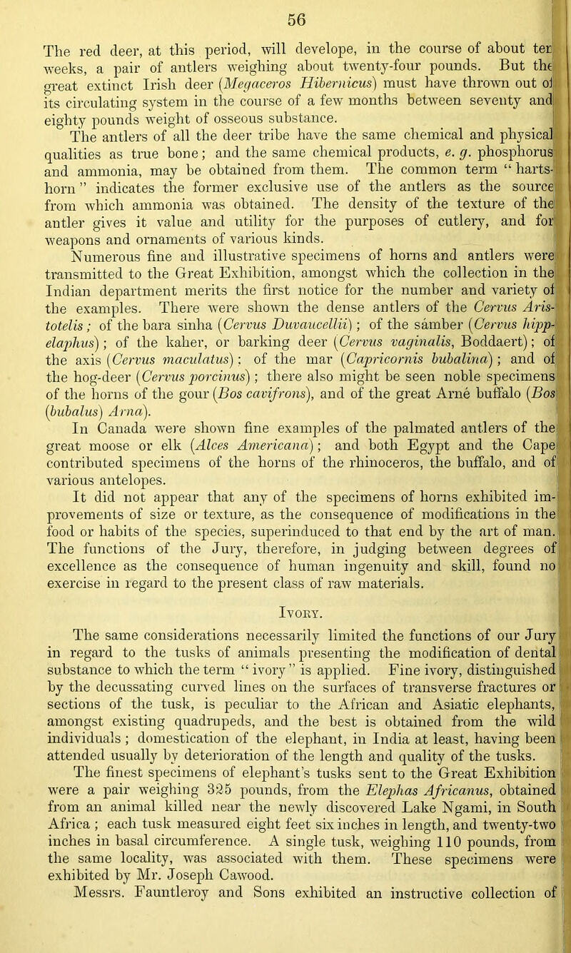 The red deer, at this period, will develope, in the course of about ter weeks, a pair of antlers weighing about twenty-four pounds. But the great extinct Irish deer (Megaceros Hibernicus) must have thrown out ol its circulating system in the course of a few months between seventy and: eighty pounds weight of osseous substance. The antlers of all the deer tribe have the same chemical and physical qualities as true bone; and the same chemical products, e. g. phosphorus' and ammonia, may be obtained from them. The common term “harts-: horn ” indicates the former exclusive use of the antlers as the source from which ammonia was obtained. The density of the texture of the: antler gives it value and utility for the purposes of cutlery, and for weapons and ornaments of various kinds. Numerous fine and illustrative specimens of horns and antlers were transmitted to the Great Exhibition, amongst which the collection in the Indian department merits the first notice for the number and variety of the examples. There were shown the dense antlers of the Cervus Aris- totelis; of the bara sinha (Cervus Duvaucellii); of the samber (Cervus hippi elaphus); of the kaher, or barking deer (Cervus vaginalis, Boddaert); of the axis (Cervus maculatus); of the mar (Capricornis bubalina); and of the hog-deer (Cervus porcinus); there also might be seen noble specimens of the horns of the gour (Bos cavifrons), and of the great Arne buffalo (Bos (bubalus) Arna). In Canada were shown fine examples of the palmated antlers of the great moose or elk (Alces Americana); and both Egypt and the Cape contributed specimens of the horns of the rhinoceros, the buffalo, and of various antelopes. It did not appear that any of the specimens of horns exhibited im- provements of size or texture, as the consequence of modifications in the food or habits of the species, superinduced to that end by the art of man. The functions of the Jury, therefore, in judging between degrees of excellence as the consequence of human ingenuity and skill, found no exercise in regard to the present class of raw materials. Ivory. The same considerations necessarily limited the functions of our Jury in regard to the tusks of animals presenting the modification of dental substance to which the term “ ivory ” is applied. Fine ivory, distinguished by the decussating curved lines on the surfaces of transverse fractures or sections of the tusk, is peculiar to the African and Asiatic elephants, amongst existing quadrupeds, and the best is obtained from the wild individuals ; domestication of the elephant, in India at least, having been attended usually by deterioration of the length and quality of the tusks. The finest specimens of elephant’s tusks sent to the Great Exhibition were a pair weighing 325 pounds, from the Elephas Africanus, obtained from an animal killed near the newly discovered Lake Ngami, in South Africa ; each tusk measured eight feet six inches in length, and twenty-two inches in basal circumference. A single tusk, weighing 110 pounds, from the same locality, was associated with them. These specimens were exhibited by Mr. Joseph Cawood. Messrs. Fauntleroy and Sons exhibited an instructive collection of