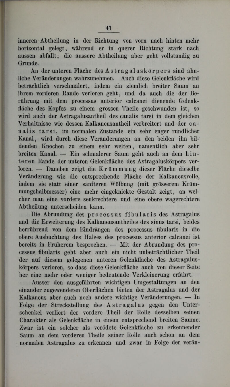 inneren Abtheilung in der Richtung von vorn nach hinten mehr horizontal gelegt, während er in querer Richtung stark nach aussen abfällt; die äussere Abtheilung aber geht vollständig zu Grunde. An der unteren Fläche des Astragaluskörpers sind ähn- liche Veränderungen wahrzunehmen. Auch diese Gelenkfläche wird beträchtlich verschmälert, indem ein ziemlich breiter Saum an ihrem vorderen Rande verloren geht, und da auch die der Be- rührung mit dem processus anterior calcanei dienende Gelenk- fläche des Kopfes zu einem grossen Theile geschwunden ist, so wird auch der Astragalusantheil des canalis tarsi in dem gleichen Verhältnisse wie dessen Kalkaneusantheil verbreitert und der ca- nalis tarsi, im normalen Zustande ein sehr enger rundlicher Kanal, wird durch diese Veränderungen an den beiden ihn bil- denden Knochen zu einem sehr weiten, namentlich aber sehr breiten Kanal. — Ein schmalerer Saum geht auch an dem hin- teren Rande der unteren Gelenkfläche des Astragaluskörpers ver- loren. — Daneben zeigt die Krümmung dieser Fläche dieselbe Veränderung wie die entsprechende Fläche der Kalkaneusrolle, indem sie statt einer sanfteren Wölbung (mit grösserem Krüm- mungshalbmesser) eine mehr eingeknickte Gestalt zeigt, an wel- cher man eine vordere senkrechtere und eine obere wagerechtere Abtheilung unterscheiden kann. Die Abrundung des processus fibularis des Astragalus und die Erweiterung des Kalkaneusantheiles des sinus tarsi, beides herrührend von dem Eindrängen des processus fibularis in die obere Ausbuchtung des Halses des processus anterior calcanei ist bereits in Früherem besprochen. — Mit der Abrundung des pro- cessus fibularis geht aber auch ein nicht unbeträchtlicher Theil der auf diesem gelegenen unteren Gelenkfläche des Astragalus- körpers verloren, so dass diese Gelenkfläche auch von dieser Seite her eine mehr oder weniger bedeutende Verkleinerung erfährt. Ausser den ausgeführten wichtigen Umgestaltungen an den einander zugewendeten Oberflächen bieten der Astragalus und der Kalkaneus aber auch noch andere wichtige Veränderungen. — In Folge der Strecksteilung des Astragalus gegen den Unter- schenkel verliert der vordere Theil der Rolle desselben seinen Charakter als Gelenkfläche in einem entsprechend breiten Saume. Zwar ist ein solcher als verödete Gelenkfläche zu erkennender Saum an dem vorderen Theile seiner Rolle auch schon an dem normalen Astragalus zu erkennen und zwar in Folge der verän-