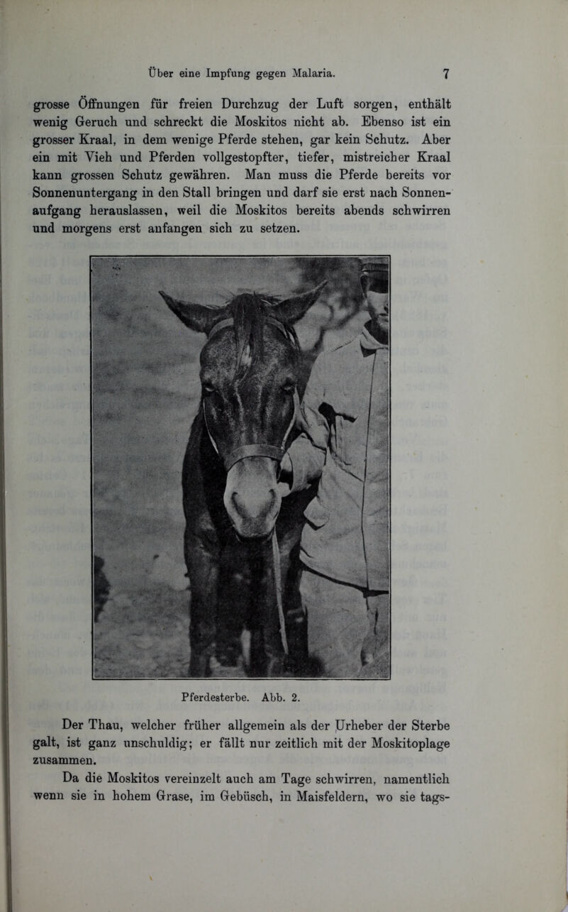 grosse Öffnungen für freien Durchzug der Luft sorgen, enthält wenig Geruch und schreckt die Moskitos nicht ab. Ebenso ist ein grosser Kraal, in dem wenige Pferde stehen, gar kein Schutz. Aber ein mit Yieh und Pferden vollgestopfter, tiefer, mistreicher Kraal kann grossen Schutz gewähren. Man muss die Pferde bereits vor Sonnenuntergang in den Stall bringen und darf sie erst nach Sonnen- aufgang herauslassen, weil die Moskitos bereits abends schwirren und morgens erst anfangen sich zu setzen. Der Thau, welcher früher allgemein als der Prheber der Sterbe galt, ist ganz unschuldig; er fällt nur zeitlich mit der Moskitoplage zusammen. Da die Moskitos vereinzelt auch am Tage schwirren, namentlich wenn sie in hohem Grase, im Gebüsch, in Maisfeldern, wo sie tags- Pferdesterbe. Abb. 2.