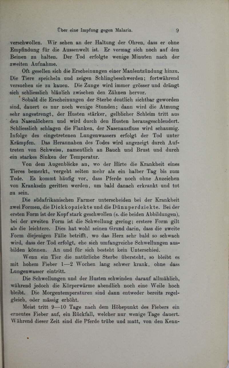 verschwollen. Wir sehen an der Haltung der Ohren, dass er ohne Empfindung für die Aussenwelt ist. Er vermag sich noch auf den Beinen zu halten. Der Tod erfolgte wenige Minuten nach der zweiten Aufnahme. Oft gesellen sich die Erscheinungen einer Maulentzündung hinzu. Die Tiere speicheln und zeigen Schlingbeschwerden; fortwährend versuchen sie zu kauen. Die Zunge wird immer grösser und drängt sich schliesslich bläulich zwischen den Zähnen hervor. Sobald die Erscheinungen der Sterbe deutlich sichtbar geworden sind, dauert es nur noch wenige Stunden; dann wird die Atmung sehr angestrengt, der Husten stärker, gelblicher Schleim tritt aus den Nasenlöchern und wird durch den Husten herausgeschleudert. Schliesslich schlagen die Flanken, der Nasenausfluss wird schaumig. Infolge des eingetretenen Lungenwassers erfolgt der Tod unter Krämpfen. Das Herannahen des Todes wird angezeigt durch Auf- treten von Schweiss, namentlich an Bauch und Brust und durch ein starkes Sinken der Temperatur. Von dem Augenblicke au, wo der Hirte die Krankheit eines Tieres bemerkt, vergeht selten mehr als ein halber Tag bis zum Tode. Es kommt häufig vor, dass Pferde noch ohne Anzeichen von Kranksein geritten werden, um bald danach erkrankt und tot zu sein. Die südafrikanischen Farmer unterscheiden bei der Krankheit zwei Formen, die Dickkopziekte und die Dünnperd ziekte. Bei der ersten Form ist der Kopf stark geschwollen (s. die beiden Abbildungen), bei der zweiten Form ist die Schwellung gering; erstere Form gilt als die leichtere. Dies hat wohl seinen Grund darin, dass die zweite Form diejenigen Fälle betrifft, wo das Herz sehr bald so schwach wird, dass der Tod erfolgt, ehe sich umfangreiche Schwellungen aus- bilden können. An und für sich besteht kein Unterschied. Wenn ein Tier die natürliche Sterbe übersteht, so bleibt es mit hohem Fieber 1—2 Wochen lang schwer krank, ohne dass 'Lungenwasser eintritt. Die Schwellungen und der Husten schwinden darauf allmählich, während jedoch die Körperwärme abendlich noch eine Weile hoch bleibt. Die Morgentemperaturen sind dann entweder bereits regel- gleich, oder mässig erhöht. Meist tritt 9—10 Tage nach dem Höhepunkt des Fiebers ein erneutes Fieber auf, ein Rückfall, welcher nur wenige Tage dauert. AVährend dieser Zeit sind die Pferde trübe und matt, von den Kenn-