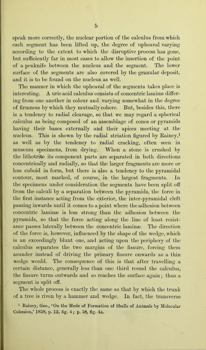speak more correctly, the nuclear portion of the calculus from which each segment has been lifted up, the degree of upheaval varying according to the extent to which the disruptive process has gone, but sufficiently far in most cases to allow the insertion of the point of a penknife between the nucleus and the segment. The lower surface of the segments are also covered by the granular deposit, and it is to be found on the nucleus as well. The manner in which the upheaval of the segments takes place is interesting. A uric acid calculus consists of concentric laminte differ- ing from one another in colour and varying somewhat in the degree of firmness by which they mutually cohere. But, besides this, there is a tendency to radial cleavage, so that we may regard a spherical calculus as being composed of an assemblage of cones or pyramids having their bases externally and their apices meeting at the nucleus. This is shown by the radial striation figured by Kainey,^ as well as by the tendency to radial cracking, often seen in museum specimens, from drying. When a stone is crushed by the lithotrite its component parts are separated in both directions concentrically and radially, so that the larger fragments are more or less cuboid in form, but there is also a tendency to the pyramidal contour, most marked, of course, in the largest fragments. In the specimens under consideration the segments have been split off from the calculi by a separation between the pyramids, the force in the first instance acting from the exterior, the inter-pyramidal cleft passing inwards until it comes to a point where the adhesion between concentric laminse is less strong than the adhesion between the pyramids, so that the force acting along the line of least resist- ance passes laterally between the concentric laminse. The direction of the force is, however, influenced by the shape of the wedge, which is an exceedingly blunt one, and acting upon the periphery of the calculus separates the two margins of the fissure, forcing them asunder instead of driving the primary fissure onwards as a thin wedge would. The consequence of this is that after travelling a certain distance, generally less than one third round the calculus, the fissure turns outwards and so reaches the surface again; thus a segment is split off. The whole process is exactly the same as that by which the trunk of a tree is riven by a hammer and wedge. In fact, the transverse ^ Rainey, Geo., ‘ On the Mode of Formation of Shells of Animals by Molecular Cohesion,’ 1858, p. 12, tig. 4; p. 58, fig. 4a.
