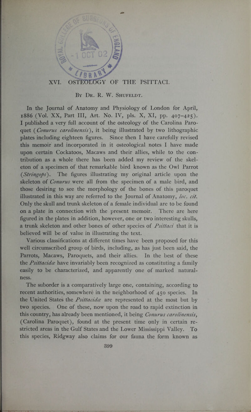 By Dr. R. W. Shufeldt. In the Journal of Anatomy and Physiology of London for April, 1886 (Vol. XX, Part III, Art. No. IV, pis. X, XI, pp. 407-425). I published a very full account of the osteology of the Carolina Paro- quet (Conurus carolinensis'), it being illustrated by two lithographic plates including eighteen figures. Since then I have carefully revised this memoir and incorporated in it osteological notes I have made upon certain Cockatoos, Macaws and their allies, while to the con- tribution as a whole there has been added my review of the skel- eton of a specimen of that remarkable bird known as the Owl Parrot (Stringops). The figures illustrating my original article upon the skeleton of Conurus were all from the specimen of a male bird, and those desiring to see the morphology of the bones of this paroquet illustrated in this way are referred to the Journal of Anatomy, loc. cit. Only the skull and trunk skeleton of a female individual are to be found on a plate in connection with the present memoir. There are here figured in the plates in addition, however, one or two interesting skulls, a trunk skeleton and other bones of other species of Psittaci that it is believed will be of value in illustrating the text. Various classifications at different times have been proposed for this well circumscribed group of birds, including, as has just been said, the Parrots, Macaws, Paroquets, and their allies. In the best of these the Psittacidce have invariably been recognized as constituting a family easily to be characterized, and apparently one of marked natural- ness. The suborder is a comparatively large one, containing, according to recent authorities, somewhere in the neighborhood of 450 species. In the United States the Psittaci doe. are represented at the most but by two species. One of these, now upon the road to rapid extinction in this country, has already been mentioned, it being Conurus carolinensis, (Carolina Paroquet), found at the present time only in certain re- stricted areas in the Gulf States and the Lower Mississippi Valley. To this species, Ridgway also claims for our fauna the form known as