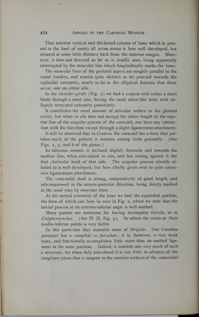 That anterior vertical and thickened column of bone which is pres- ent in the keel of nearly all avian sterna is here well developed, but situated at some little distance back from the anterior margin. More- over, it does not descend so far as is usually seen, being apparently interrupted by the muscular line which longitudinally marks the bone. The muscular lines of the pectoral aspect are roughly parallel to the costal borders, and remain quite distinct as we proceed towards the xiphoidal extremity, nearly as far as the elliptical fenestra that there occur, one on either side. In the shoulder-girdle (Fig. 2) we find a scapula with rather a short blade through a stout one, having the usual sabre-like form with ob- liquely truncated extremity posteriorly. It contributes the usual amount of articular surface to the glenoid cavity, but when in situ does not occupy the entire length of the supe- rior line of the scapular process of the coracoid, nor have any connec- tion wfith the furculum except through a slight ligamentous attachment. It will be observed that in Conurus the coracoid has a form that par- takes much of the pattern it assumes among birds generally. (See Figs. 2, 5, and 8 of the plates.) Its tuberous summit is inclined slightly forwards and towards the median line, when articulated in situ, and has resting against it the frail clavicular head of that side. The scapular process already al- luded to is well developed, but here chiefly given over to quite exten- sive ligamentous attachment. The coracoidal shaft is strong, comparatively of good length, and subcompressed in the antero-posterior direction, being faintly marked at the usual sites by muscular lines. At the sternal extremity of the bone we find the expanded portion, the form of which can best be seen in Fig. 2, where we note that the lateral process at its externo-inferior angle is well marked. Many parrots are notorious for having incomplete furcula, as in Calyptorhynchus. (See PL II, Fig. 5). In others the union at their medio-inferior points is very feeble. In this particular they resemble some of Strigidce. Our Carolina paroquet has a complete os furculum; it is, however, a very weak bone, and functionally accomplishes little more than an ossified liga- ment in the same position. Indeed, it reminds one very much of such a structure, for when duly articulated it is but little in advance of the imaginary plane that is tangent to the anterior surfaces of the coracoidal