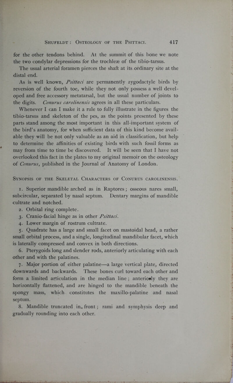 for the other tendons behind. At the summit of this bone we note the two condylar depressions for the trochleae of the tibio-tarsus. The usual arterial foramen pierces the shaft at its ordinary site at the distal end. As is well known, Psittaci are permanently zygodactyle birds by reversion of the fourth toe, while they not only possess a well devel- oped and free accessory metatarsal, but the usual number of joints to the digits. Conurus carolinensis agrees in all these particulars. Whenever I can I make it a rule to fully illustrate in the figures the tibio-tarsus and skeleton of the pes, as the points presented by these parts stand among the most important in this all-important system of the bird’s anatomy, for when sufficient data of this kind become avail- able they will be not only valuable as an aid in classification, but help to determine the affinities of existing birds with such fossil forms as may from time to time be discovered. It will be seen that I have not overlooked this fact in the plates to my original memoir on the osteology of Conurus, published in the Journal of Anatomy of London. Synopsis of the Skeletal Characters of Conurus carolinensis. i . Superior mandible arched as in Raptores; osseous nares small, subcircular, separated by nasal septum. Dentary margins of mandible cultrate and notched. 2. Orbital ring complete. 3. Cranio-facial hinge as in other Psittaci. 4. Lower margin of rostrum cultrate. 5. Quadrate has a large and small facet on mastoidal head, a rather small orbital process, and a single, longitudinal mandibular facet, which is laterally compressed and convex in both directions. 6. Pterygoids long and slender rods, anteriorly articulating with each other and with the palatines. 7. Major portion of either palatine—a large vertical plate, directed downwards and backwards. These bones curl toward each other and form a limited articulation in the median line; anteriorly they are horizontally flattened, and are hinged to the mandible beneath the spongy mass, which constitutes the maxillo-palatine and nasal septum. 8. Mandible truncated in,, front; rami and symphysis deep and gradually rounding into each other.