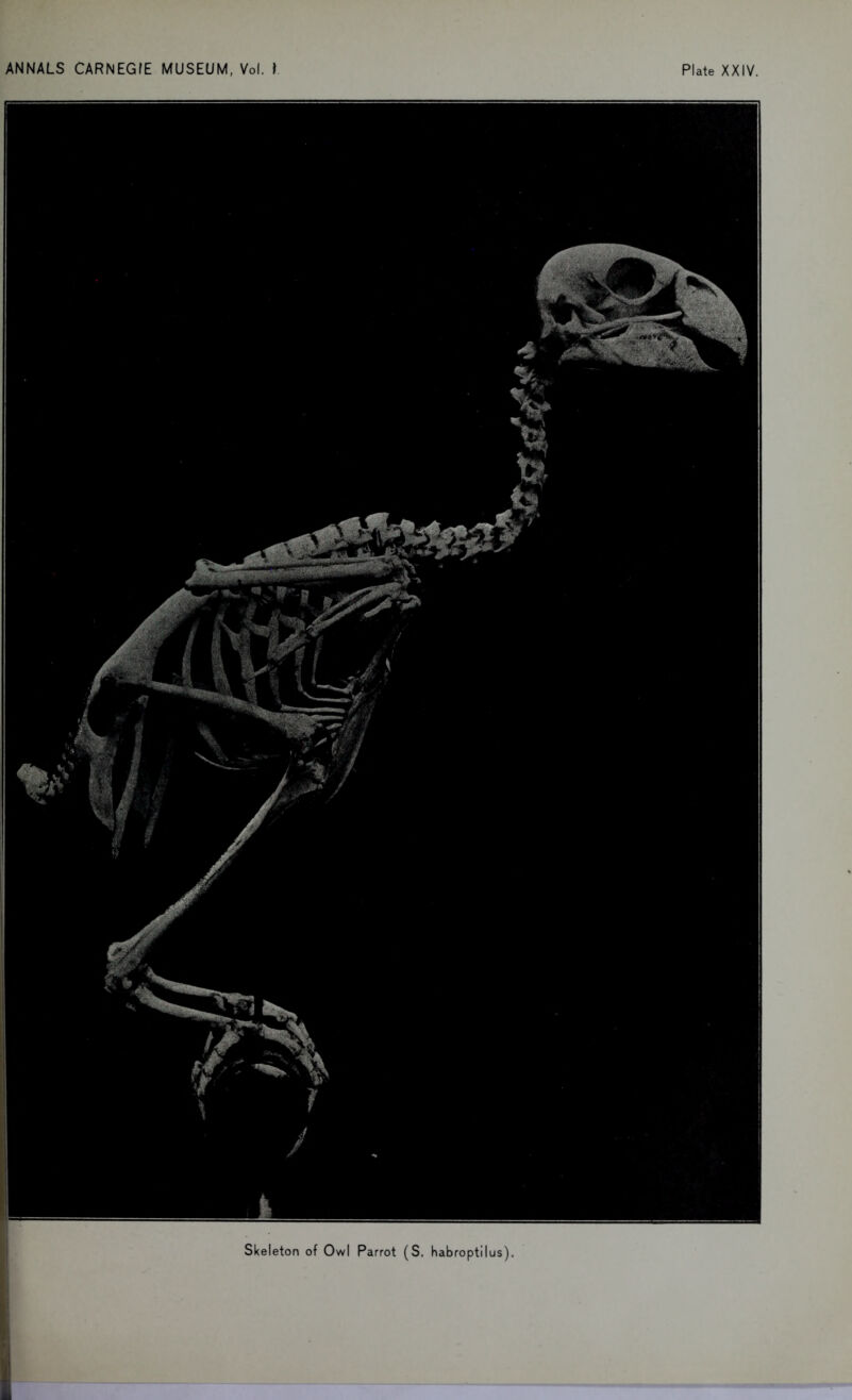 Skeleton of Owl Parrot (S. habroptilus).