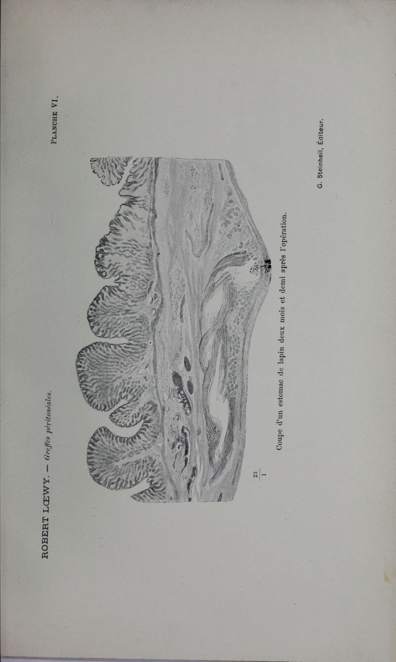 H p; H pq O '■5 -üj ü Coupe d un estomac de lapin deux mois et demi après l'opération.