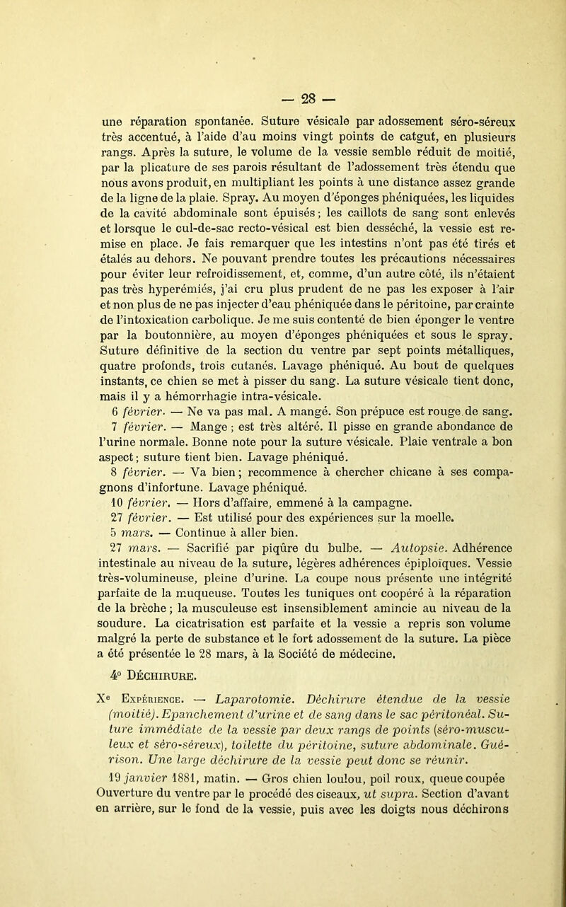une réparation spontanée. Suture vésicale par adossement séro-séreux très accentué, à l’aide d’au moins vingt points de catgut, en plusieurs rangs. Après la suture, le volume de la vessie semble réduit de moitié, par la plicature de ses parois résultant de l’adossement très étendu que nous avons produit, en multipliant les points à une distance assez grande de la ligne de la plaie. Spray. Au moyen d’éponges phéniquées, les liquides de la cavité abdominale sont épuisés ; les caillots de sang sont enlevés et lorsque le cul-de-sac recto-vésical est bien desséché, la vessie est re- mise en place. Je fais remarquer que les intestins n’ont pas été tirés et étalés au dehors. Ne pouvant prendre toutes les précautions nécessaires pour éviter leur refroidissement, et, comme, d’un autre côté, ils n’étaient pas très hyperémiés, j’ai cru plus prudent de ne pas les exposer à l’air et non plus de ne pas injecter d’eau phéniquée dans le péritoine, par crainte de l’intoxication carbolique. Je me suis contenté de bien éponger le ventre par la boutonnière, au moyen d’éponges phéniquées et sous le spray. Suture définitive de la section du ventre par sept points métalliques, quatre profonds, trois cutanés. Lavage phéniqué. Au bout de quelques instants, ce chien se met à pisser du sang. La suture vésicale tient donc, mais il y a hémorrhagie intra-vésicale. 6 février- — Ne va pas mal. A mangé. Son prépuce est rouge.de sang. 7 février. — Mange ; est très altéré. Il pisse en grande abondance de l’urine normale. Bonne note pour la suture vésicale. Plaie ventrale a bon aspect; suture tient bien. Lavage phéniqué. 8 février. — Va bien ; recommence à chercher chicane à ses compa- gnons d’infortune. Lavage phéniqué. 10 février. — Hors d’affaire, emmené à la campagne. 27 février. — Est utilisé pour des expériences sur la moelle. 5 mars. — Continue à aller bien. 27 mars. — Sacrifié par piqûre du bulbe. — Autopsie. Adhérence intestinale au niveau de la suture, légères adhérences épiploïques. Vessie très-volumineuse, pleine d’urine. La coupe nous présente une intégrité parfaite de la m.uqueuse. Toutes les tuniques ont coopéré à la réparation de la brèche ; la musculeuse est insensiblement amincie au niveau de la soudure. La cicatrisation est parfaite et la vessie a repris son volume malgré la perte de substance et le fort adossement de la suture. La pièce a été présentée le 28 mars, à la Société de médecine. 4“ Déchirure. X® Expérience. — Laparotomie. Déchirure étendue de la vessie (moitié). Epanchement d’urine et de sang dans le sac péritonéal. Su- ture immédiate de la vessie par deux rangs de points (séro-muscu- leux et séro-séreux), toilette du péritoine, suture abdominale. Gué- rison. Une large déchirure de la vessie peut donc se réunir. Id janvier 1881, matin. — Gros chien loulou, poil roux, queue coupée Ouverture du ventre par le procédé des ciseaux, ut supra. Section d’avant en arrière, sur le fond de la vessie, puis avec les doigts nous déchirons