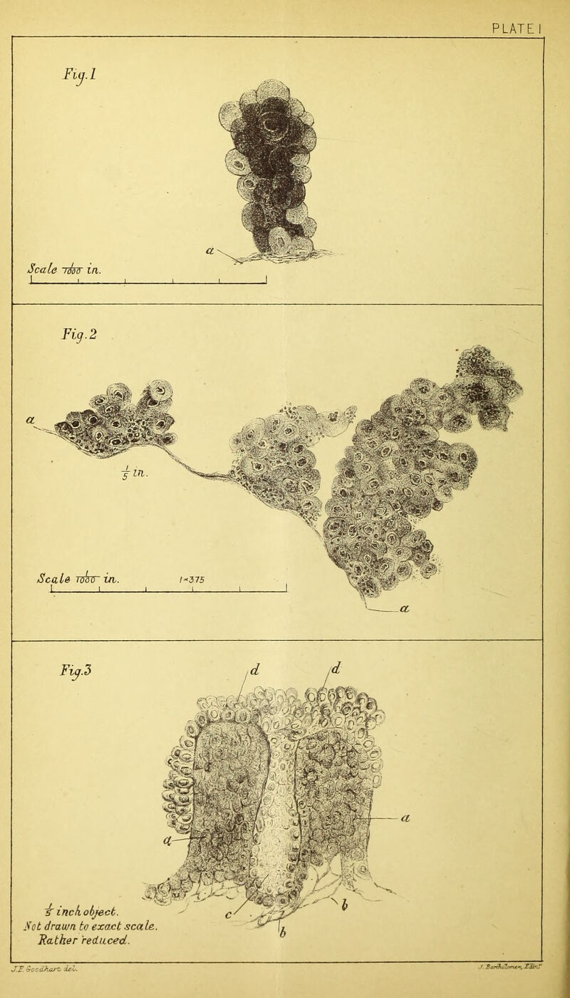 9Qcdhart, icZ. Fig. 2 ^ inch object. Sot drawn to exact scale. Father reduced. Scale lisA in,. -m. Scale 1000 in,. I-37S I