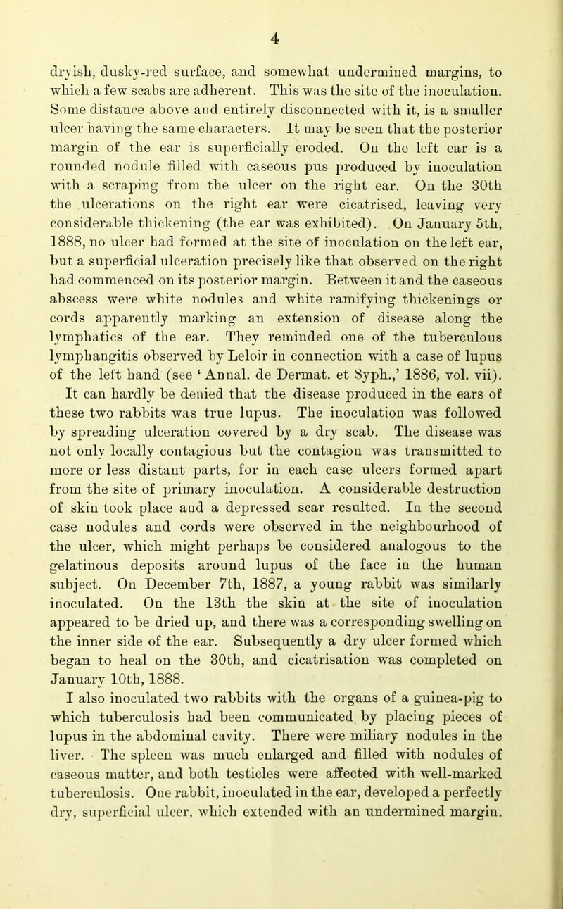 dryish, dusky-red surface, and somewhat undermined margins, to which a few scabs are adherent. This was the site of the inoculation. Some distance above and entirely disconnected with it, is a smaller ulcer having the same characters. It may be seen that the posterior margin of the ear is superficially eroded. On the left ear is a rounded nodule filled with caseous pus produced by inoculation with a scraping from the ulcer on the right ear. On the 30th the ulcerations on the right ear were cicatrised, leaving very considerable thickening (the ear was exhibited). On January 5th, 1888, no ulcer had formed at the site of inoculation on the left ear, but a superficial ulceration precisely like that observed on the right had commenced on its posterior margin. Between it and the caseous abscess were white nodules and white ramifying thickenings or cords apparently marking an extension of disease along the lymphatics of the ear. They reminded one of the tuberculous lymphangitis observed by Leloir in connection with a case of lupus of the left hand (see ‘ Annal. de Derrnat. et Syph.,’ 1886, vol. vii). It can hardly be denied that the disease produced in the ears of these two rabbits was true lupus. The inoculation was followed by spreading ulceration covered by a dry scab. The disease was not only locally contagious but the contagion was transmitted to more or less distant parts, for in each case ulcers formed apart from the site of primary inoculation. A considerable destruction of skin took place and a depressed scar resulted. In the second case nodules and cords were observed in the neighbourhood of the ulcer, which might perhaps be considered analogous to the gelatinous deposits around lupus of the face in the human subject. On December 7th, 1887, a young rabbit was similarly inoculated. On the 13th the skin at the site of inoculation appeared to be dried up, and there was a corresponding swelling on the inner side of the ear. Subsequently a dry ulcer formed which began to heal on the 30th, and cicatrisation was completed on January 10th, 1888. I also inoculated two rabbits with the organs of a guinea-pig to which tuberculosis had been communicated by placing pieces of lupus in the abdominal cavity. There were miliary nodules in the liver. The spleen was much enlarged and filled with nodules of caseous matter, and both testicles were affected with well-marked tuberculosis. One rabbit, inoculated in the ear, developed a perfectly dry, superficial ulcer, which extended with an undermined margin.