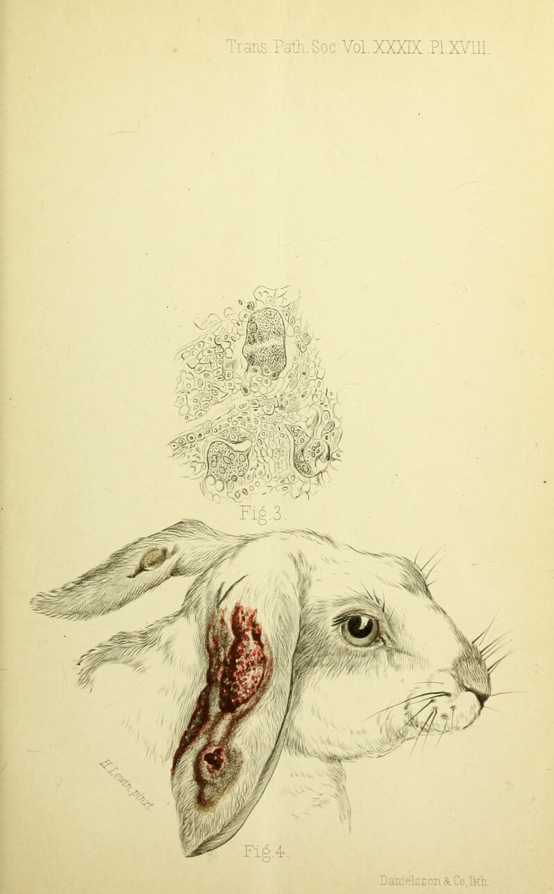 Trais.Palii.Soc Vol XXXIX .PI.XVIII. Laiiielsson &. Co.Mi