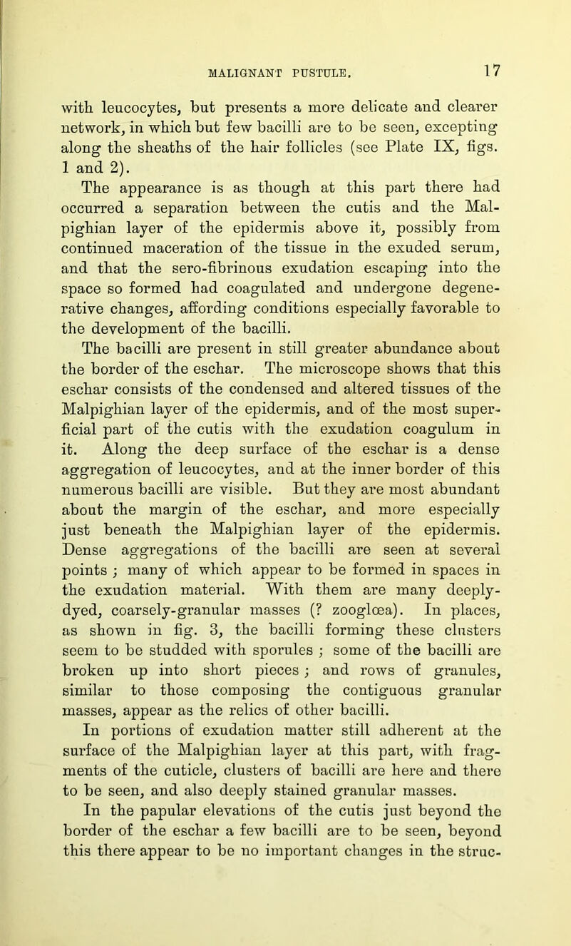 with leucocytes, but presents a more delicate and clearer network, in which but few bacilli are to be seen, excepting along the sheaths of the hair follicles (see Plate IX, figs. 1 and 2). The appearance is as though at this part there had occurred a separation between the cutis and the Mal- pighian layer of the epidermis above it, possibly from continued maceration of the tissue in the exuded serum, and that the sero-fibrinous exudation escaping into the space so formed had coagulated and undei’gone degene- rative changes, affording conditions especially favorable to the development of the bacilli. The bacilli are present in still greater abundance about the border of the eschar. The microscope shows that this eschar consists of the condensed and altered tissues of the Malpighian layer of the epidermis, and of the most super- ficial part of the cutis with the exudation coagulum in it. Along the deep surface of the eschar is a dense aggregation of leucocytes, and at the inner border of this numerous bacilli are visible. But they are most abundant about the margin of the eschar, and more especially just beneath the Malpighian layer of the epidermis. Dense aggregations of the bacilli are seen at several points ; many of which appear to be formed in spaces in the exudation material. With them are many deeply- dyed, coarsely-granular masses (? zooglcea). In places, as shown in fig. 3, the bacilli forming these clusters seem to be studded with sporules ; some of the bacilli are broken up into short pieces ; and rows of granules, similar to those composing the contiguous granular masses, appear as the relics of other bacilli. In portions of exudation matter still adherent at the surface of the Malpighian layer at this part, with frag- ments of the cuticle, clusters of bacilli are here and there to be seen, and also deeply stained granular masses. In the papular elevations of the cutis just beyond the border of the eschar a few bacilli are to be seen, beyond this there appear to be no important changes in the struc-