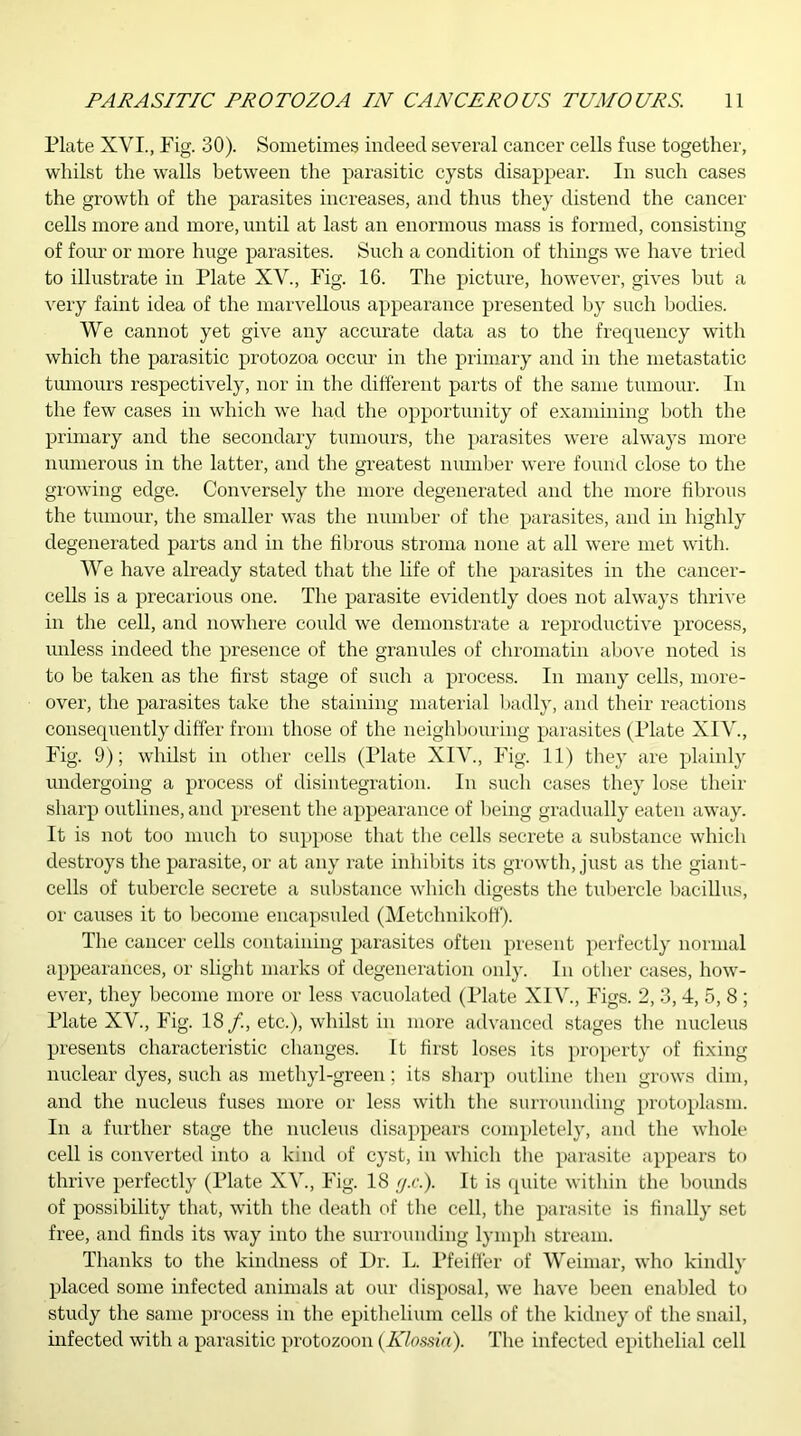 Plate XVI., Fig. 30). Sometimes indeed several cancer cells fuse together, whilst the walls between the parasitic cysts disappear. In such cases the growth of the parasites increases, and thus they distend the cancer cells more and more, until at last an enormous mass is formed, consisting of four or more huge parasites. Such a condition of things we have tried to illustrate in Plate XV., Fig. 16. The picture, however, gives but a very faint idea of the marvellous appearance presented by such bodies. We cannot yet give any accurate data as to the frequency with which the parasitic protozoa occur in the primary and in the metastatic tumours respectively, nor in the different parts of the same tumour. In the few cases in which we had the opportunity of examining both the primary and the secondary tumours, the parasites were always more numerous in the latter, and the greatest number were found close to the growing edge. Conversely the more degenerated and the more fibrous the tumour, the smaller was the number of the parasites, and in highly degenerated parts and in the fibrous stroma none at all were met with. We have already stated that the life of the parasites in the cancer- cells is a precarious one. The parasite evidently does not always thrive in the cell, and nowhere could we demonstrate a reproductive process, unless indeed the presence of the granules of chromatin above noted is to be taken as the first stage of such a process. In many cells, more- over, the parasites take the staining material badly, and their reactions consequently differ from those of the neighbouring parasites (Plate XIV., Fig. 9); whilst in other cells (Plate XIV., Fig. 11) they are plainly undergoing a process of disintegration. In such cases they lose their sharp outlines, and present the appearance of being gradually eaten away. It is not too much to suppose that the cells secrete a substance which destroys the parasite, or at any rate inhibits its growth, just as the giant- cells of tubercle secrete a substance which digests the tubercle bacillus, or causes it to become encapsuled (Metclmikoff). The cancer cells containing parasites often present perfectly normal appearances, or slight marks of degeneration only. In other cases, how- ever, they become more or less vacuolated (Plate XIV., Figs. 2, 3, 4, 5, 8 ; Plate XV., Fig. 18/., etc.), whilst in more advanced stages the nucleus presents characteristic changes. It first loses its property of fixing nuclear dyes, such as methyl-green; its sharp outline then grows dim, and the nucleus fuses more or less with the surrounding protoplasm. In a further stage the nucleus disappears completely, and the whole cell is converted into a kind of cyst, in which the parasite appears to thrive perfectly (Plate XV., Fig. 18 fj.c.). It is quite within the bounds of possibility that, with the death of the cell, the parasite is finally set free, and finds its way into the surrounding lymph stream. Thanks to the kindness of Dr. L. Pfeiffer of Weimar, who kindly placed some infected animals at our disposal, we have been enabled to study the same process in the epithelium cells of the kidney of the snail, infected with a parasitic protozoon (Klossia). The infected epithelial cell