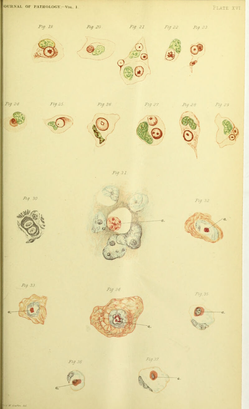 F.a 29 Fig 20 Ftp 21 [3'“ Fig 24 Fig 25 Fig 22 ».( F  Fig 23 tits **>1 fiSC1* Fig 26 Fig 29 Fig 33 Fig 34 Fig. 35 Fig 36 Fig 37 >'* KRurTtr. i<7