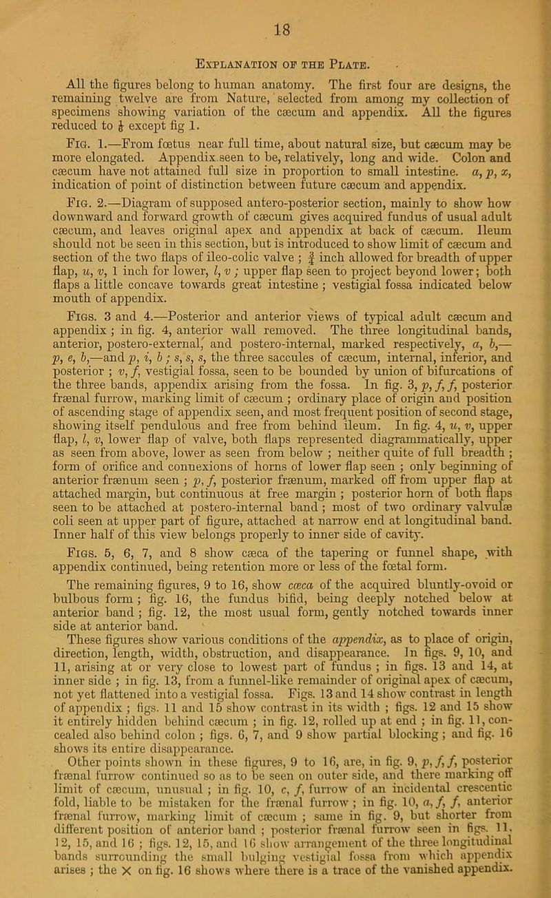 Explanation of the Plate. All tlie figures belong to human anatomy. The first four are designs, the remaining twelve are from Nature, selected from among my collection of specimens showing variation of the caecum and appendix. All the figures reduced to & except fig 1. Fig. 1.—From foetus near full time, about natural size, but caecum may be more elongated. Appendix seen to be, relatively, long and wide. Colon and caecum have not attained full size in proportion to small intestine, a, p, x, indication of point of distinction between future caecum and appendix. Fig. 2.—Diagram of supposed antero-posterior section, mainly to show how downward and forward growth of caecum gives acquired fundus of usual adult caecum, and leaves original apex and appendix at back of caecum. Ileum should not be seen in this section, but is introduced to show limit of caecum and section of the two flaps of ileo-colic valve ; f inch allowed for breadth of upper flap, u, v, 1 inch for lower, l, v ; upper flap seen to project beyond lower; both flaps a little concave towards great intestine ; vestigial fossa indicated below mouth of appendix. Figs. 3 and 4.—Posterior and anterior views of typical adult caecum and appendix ; in fig. 4, anterior wall removed. The three longitudinal bands, anterior, postero-externalj and postero-internal, marked respectively, a, b,— p, e, b,—and p, i, b ; s, s, s, the three saccules of caecum, internal, inferior, and posterior ; v, /, vestigial fossa, seen to be bounded by union of bifurcations of the three bands, appendix arising from the fossa. In fig. 3, p, f, f, posterior fraenal furrow, marking limit of caecum ; ordinary place of origin and position of ascending stage of appendix seen, and most frequent position of second stage, showing itself pendulous and free from behind ileum. In fig. 4, u, v, upper flap, l, v, lower flap of valve, both flaps represented diagrammatically, upper as seen from above, lower as seen from below ; neither quite of full breadth ; form of orifice and connexions of horns of lower flap seen ; only beginning of anterior frsenum seen ; p, /, posterior fraenum, marked off from upper flap at attached margin, but continuous at free margin ; posterior horn of both flaps seen to be attached at postero-internal band ; most of two ordinary valvulae coli seen at upper part of figure, attached at narrow end at longitudinal band. Inner half of this view belongs properly to inner side of cavity. Figs. 5, 6, 7, and 8 show caeca of the tapering or funnel shape, .with appendix continued, being retention more or less of the foetal form. The remaining figures, 9 to 16, show cceca of the acquired bluntly-ovoid or bulbous form ; fig. 16, the fundus bifid, being deeply notched below at anterior band ; fig. 12, the most usual form, gently notched towards inner side at anterior band. These figures show various conditions of the appendix, as to place of origin, direction, length, width, obstruction, and disappearance. In figs. 9, 10, and 11, arising at or very close to lowest part of fundus ; in figs. 13 and 14, at inner side ; in fig. 13, from a funnel-like remainder of original apex of caecum, not yet flattened into a vestigial fossa. Figs. 13 and 14 show contrast in length of appendix ; (igs. 11 and 15 show contrast in its width ; figs. 12 and 15 show it entirely hidden behind caecum ; in fig. 12, rolled up at end ; in fig. 11, con- cealed also behind colon ; figs. 6, 7, and 9 show partial blocking ; and fig. 16 shows its entire disappearance. Other points shown in these figures, 9 to 16, are, in fig. 9, p,f,f, posterior fraenal furrow continued so as to be seen on outer side, and there marking off limit of caecum, unusual ; in fig. 10, c, /, furrow of an incidental crescentic fold, liable to be mistaken for the fraenal furrow ; in fig. 10, a, /, /, anterior fraenal furrow, marking limit of caecum ; same in fig. 9, but shorter from different position of anterior band ; posterior fraenal furrow seen in figs. 11. 12, 15, and 16 ; figs. 12, 15, and 16 show arrangement of the three longitudinal bands surrounding the small bulging vestigial fossa from which appendix arises ; the X on fig. 16 shows where there is a trace of the vanished appendix.