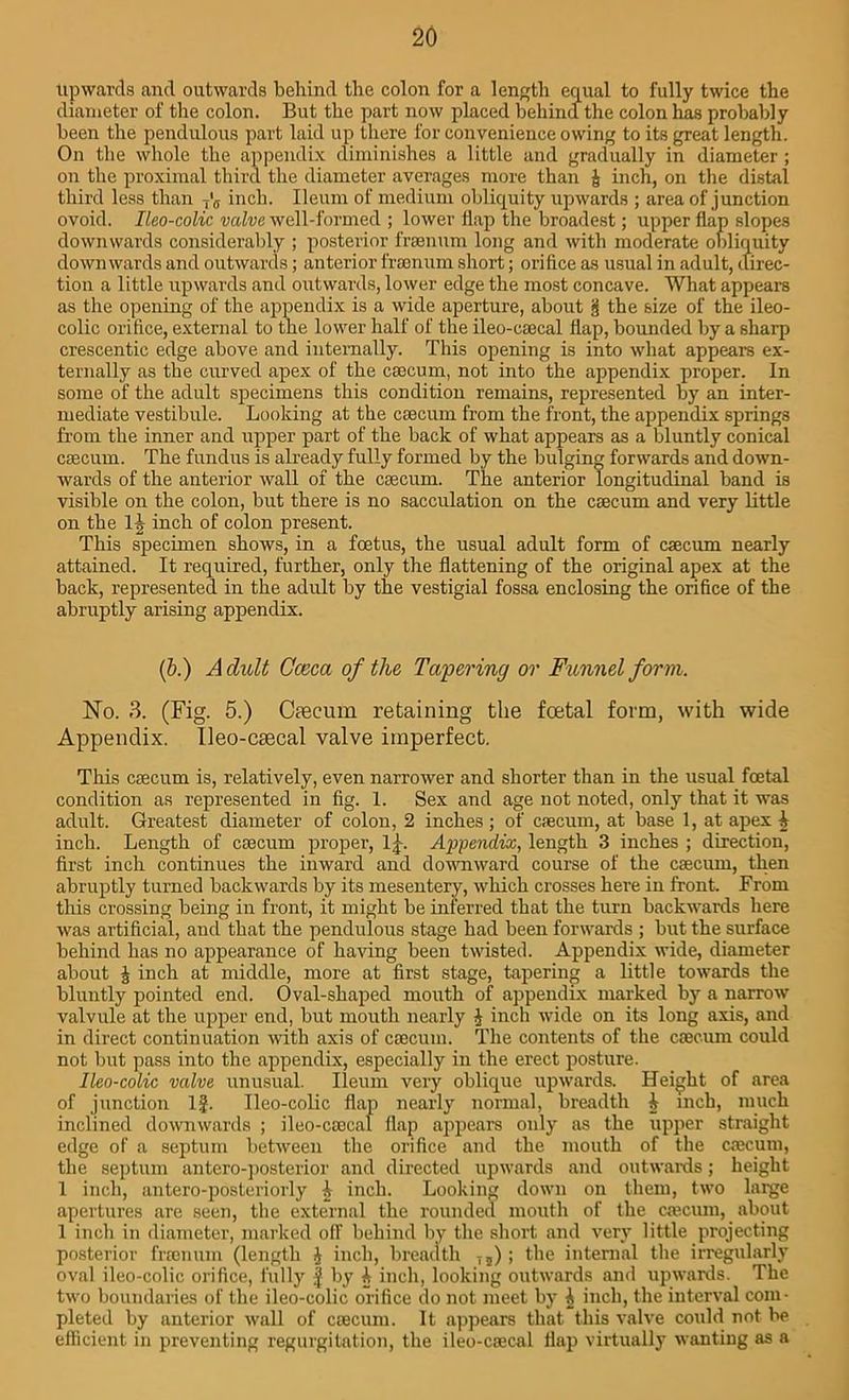upwards and outwards behind the colon for a length equal to fully twice the diameter of the colon. But the part now placed behind the colon has probably been the pendulous part laid up there for convenience owing to its great length. On the whole the appendix diminishes a little and gradually in diameter ; on the proximal third the diameter averages more than | inch, on the distal third less than T'„ inch. Ileum of medium obliquity upwards ; area of junction ovoid. Ileo-colic valve well-formed ; lower flap the broadest; upper flap slopes downwards considerably ; posterior fraenum long and with moderate obliquity downwards and outwards; anterior framum short; orifice as usual in adult, tlirec- tion a little upwards and outwards, lower edge the most concave. What appears as the opening of the appendix is a wide aperture, about if the size of the ileo- colic orifice, external to the lower half of the ileo-ccecal flap, bounded by a sharp crescentic edge above and internally. This opening is into what appears ex- ternally as the curved apex of the caecum, not into the appendix proper. In some of the adult specimens this condition remains, represented by an inter- mediate vestibule. Looking at the caecum from the front, the appendix springs from the inner and upper part of the back of what appears as a bluntly conical caecum. The fundus is already fully formed by the bulging forwards and down- wards of the anterior wall of the caecum. The anterior longitudinal band is visible on the colon, but there is no sacculation on the caecum and very little on the ll inch of colon present. This specimen shows, in a foetus, the usual adult form of caecum nearly attained. It required, further, only the flattening of the original apex at the back, represented in the adult by the vestigial fossa enclosing the orifice of the abruptly arising appendix. (b.) A dult Caeca of the Tcvpering or Funnel form. No. 3. (Fig. 5.) Caecum retaining the foetal form, with wide Appendix. Ileo-caecal valve imperfect. This caecum is, relatively, even narrower and shorter than in the usual foetal condition as represented in fig. 1. Sex and age not noted, only that it was adult. Greatest diameter of colon, 2 inches; of caecum, at base 1, at apex ^ inch. Length of caecum proper, 1 j-. Appendix, length 3 inches ; direction, first inch continues the inward and downward course of the caecum, then abruptly turned backwards by its mesentery, which crosses here in front. From this crossing being in front, it might be inferred that the turn backwards here was artificial, and that the pendulous stage had been forwards ; but the surface behind has no appearance of having been twisted. Appendix wide, diameter about J inch at middle, more at first stage, tapering a little towards the bluntly pointed end. Oval-shaped mouth of appendix marked by a narrow valvule at the upper end, but mouth nearly J inch wide on its long axis, and in direct continuation with axis of caecum. The contents of the caecum could not but pass into the appendix, especially in the ei’ect posture. Ileo-colic valve unusual. Ileum very oblique upwards. Height of area of junction If. Ileo-colic flap nearly normal, breadth A inch, much inclined downwards ; ileo-caecal flap appears only as the upper straight edge of a septum between the orifice and the mouth of the caecum, the septum antero-posterior and directed upwards and outwards; height 1 inch, antero-posteriorly £ inch. Looking down on them, two large apertures are seen, the external the rounded mouth of the caecum, about 1 inch in diameter, marked off behind by the short and very little projecting posterior frsenum (length inch, breadth T5); the internal the irregularly oval ileo-colic orifice, fully § by ^ inch, looking outwards and upwards. The two boundaries of the ileo-colic orifice do not meet by i inch, the interval com- pleted by anterior wall of caecum. It appears that this valve could not be efficient in preventing regurgitation, the ileo-caecal flap virtually wanting as a