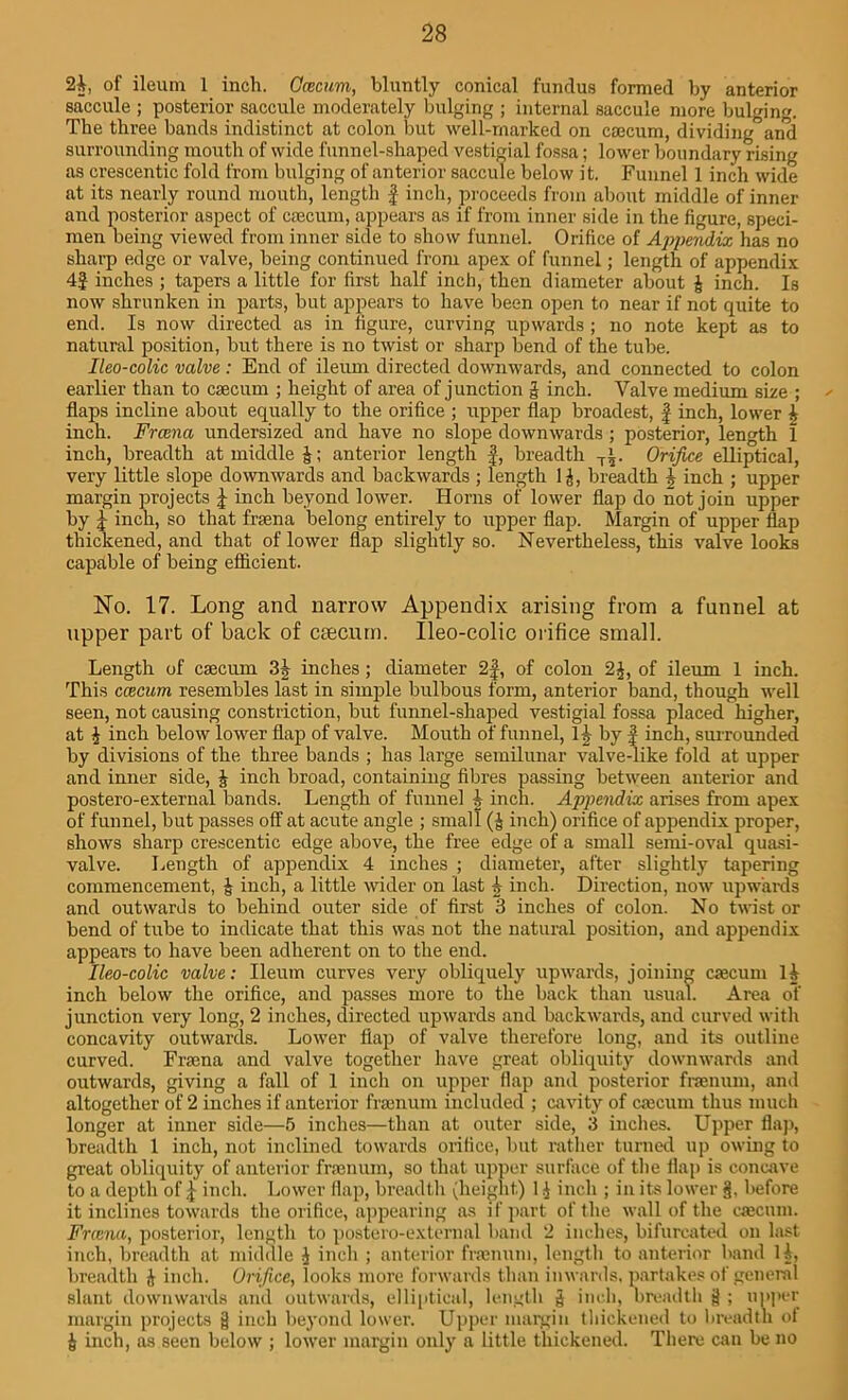 2§, of ileum 1 inch. Gcccum, bluntly conical fundus formed by anterior saccule ; posterior saccule moderately bulging ; internal saccule more bulging The three bands indistinct at colon but well-marked on ca3cum, dividing°and surrounding mouth of wide funnel-shaped vestigial fossa; lower boundary rising as crescentic fold from bulging of anterior saccule below it. Funnel 1 inch wide at its nearly round mouth, length £ inch, proceeds from about middle of inner and posterior aspect of caecum, appears as if from inner side in the figure, speci- men being viewed from inner side to show funnel. Orifice of Appendix has no sharp edge or valve, being continued from apex of funnel; length of appendix 4| inches ; tapers a little for first half inch, then diameter about £ inch. Is now shrunken in parts, but appears to have been open to near if not quite to end. Is now directed as in figure, curving upwards ; no note kept as to natural position, but there is no twist or sharp bend of the tube. Ileo-colic valve: End of ileum directed downwards, and connected to colon earlier than to csecum ; height of area of junction g inch. Valve medium size ; - flaps incline about equally to the orifice ; upper flap broadest, f inch, lower \ inch. Frcena undersized and have no slope downwards ; posterior, length 1 inch, breadth at middle anterior length £, breadth Ti. Orifice elliptical, very little slope downwards and backwards ; length ljt, breadth £ inch ; upper margin projects \ inch beyond lower. Horns of lower flap do not join upper by | inch, so that frsena belong entirely to upper flap. Margin of upper flap thickened, and that of lower flap slightly so. Nevertheless, this valve looks capable of being efficient. No. 17. Long and narrow Appendix arising from a funnel at upper part of back of csecum. Ileo-colic orifice small. Length of caecum 3| inches; diameter 2f, of colon 2j, of ileum 1 inch. This ccecum resembles last in simple bulbous form, anterior band, though well seen, not causing constriction, but funnel-shaped vestigial fossa placed higher, at | inch below lower flap of valve. Mouth of funnel, ll by £ inch, surrounded by divisions of the three bands ; has large semilunar valve-like fold at upper and inner side, J inch broad, containing fibres passing between anterior and postero-external bands. Length of funnel j inch. Appendix arises from apex of funnel, but passes off at acute angle ; small (J inch) orifice of appendix proper, shows sharp crescentic edge above, the free edge of a small semi-oval quasi- valve. Length of appendix 4 inches ; diameter, after slightly tapering commencement, § inch, a little wider on last ^ inch. Direction, now upwards and outwards to behind outer side of first 3 inches of colon. No twist or bend of tube to indicate that this was not the natural position, and appendix appears to have been adherent on to the end. Ileo-colic valve: Ileum curves very obliquely upwards, joining csecum H inch below the orifice, and passes more to the back than usual. Area of junction very long, 2 inches, directed upwards and backwards, and curved with concavity outwards. Lower flap of valve therefore long, and its outline curved. Frsena and valve together have great obliquity downwards and outwards, giving a fall of 1 inch on upper flap and posterior frsenum, and altogether of 2 inches if anterior frsenum included ; cavity of csecum thus much longer at inner side—5 inches—than at outer side, 3 inches. Upper flap, breadth 1 inch, not inclined towards orifice, but rather turned up owing to great obliquity of anterior frsenum, so that upper surface of the flap is concave to a depth of £ inch. Lower flap, breadth (height) 1 j inch ; in its lower §, before it inclines towards the orifice, appearing as if part of the wall of the csecum. Frcena, posterior, length to postero-external band 2 inches, bifurcated on last inch, breadth at middle i inch ; anterior frsenum, length to anterior band U, breadth J inch. Orifice, looks more forwards than inwards, partakes of general slant downwards and outwards, elliptical, length g inch, breadth 3 ; upper margin projects g inch beyond lower. Upper margin thickened to breadth of £ inch, as seen below ; lower margin only a little thickened. There can be no