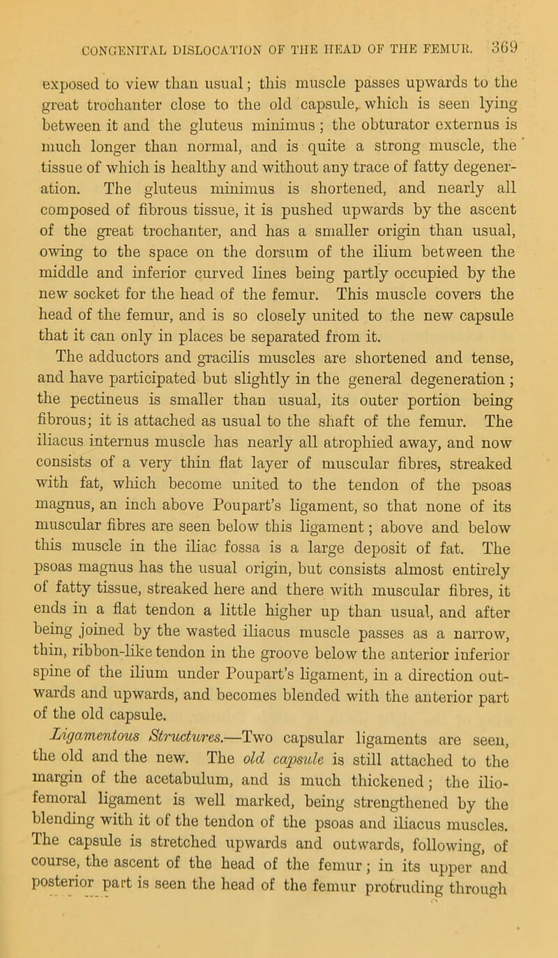 exposed to view than usual; this muscle passes upwards to the great trochanter close to the old capsule^ which is seen lying between it and the gluteus minimus ; the obturator externus is much longer than normal, and is quite a strong muscle, the tissue of which is healthy and without any trace of fatty degener- ation. The gluteus minimus is shortened, and nearly all composed of fibrous tissue, it is pushed upwards by the ascent of the great trochanter, and has a smaller origin than usual, owing to the space on the dorsum of the ilium between the middle and inferior curved lines being partly occupied by the new socket for the head of the femur. This muscle covers the head of the femur, and is so closely united to the new capsule that it can only in places be separated from it. The adductors and gTacilis muscles are shortened and tense, and have participated but slightly in the general degeneration ; the pectineus is smaller than usual, its outer portion being fibrous; it is attached as usual to the shaft of the femur. The iliacus internus muscle has nearly all atrophied away, and now consists of a very thin flat layer of muscular fibres, streaked with fat, which become united to the tendon of the psoas magnus, an inch above Poupart’s ligament, so that none of its muscular fibres are seen below this ligament; above and below this muscle in the iliac fossa is a large deposit of fat. The psoas magnus has the usual origin, but consists almost entirely of fatty tissue, streaked here and there with muscular fibres, it ends in a flat tendon a little higher up than usual, and after being joined by the wasted iliacus muscle passes as a narrow, thin, ribbon-like tendon in the groove below the anterior inferior spine of the ilium under Poupart’s ligament, in a direction out- wards and upwards, and becomes blended with the anterior part of the old capsule. Ligamentous Structures.—Two capsular ligaments are seen, the old and the new. The old capsule is still attached to the margin of the acetabulum, and is much thickened; the ilio- femoral ligament is well marked, being strengthened by the blending with it of the tendon of the psoas and iliacus muscles. The capsule is stretched upwards and outwards, following, of course, the ascent of the head of the femur; in its upper and posterior part is seen the head of the femur protruding through