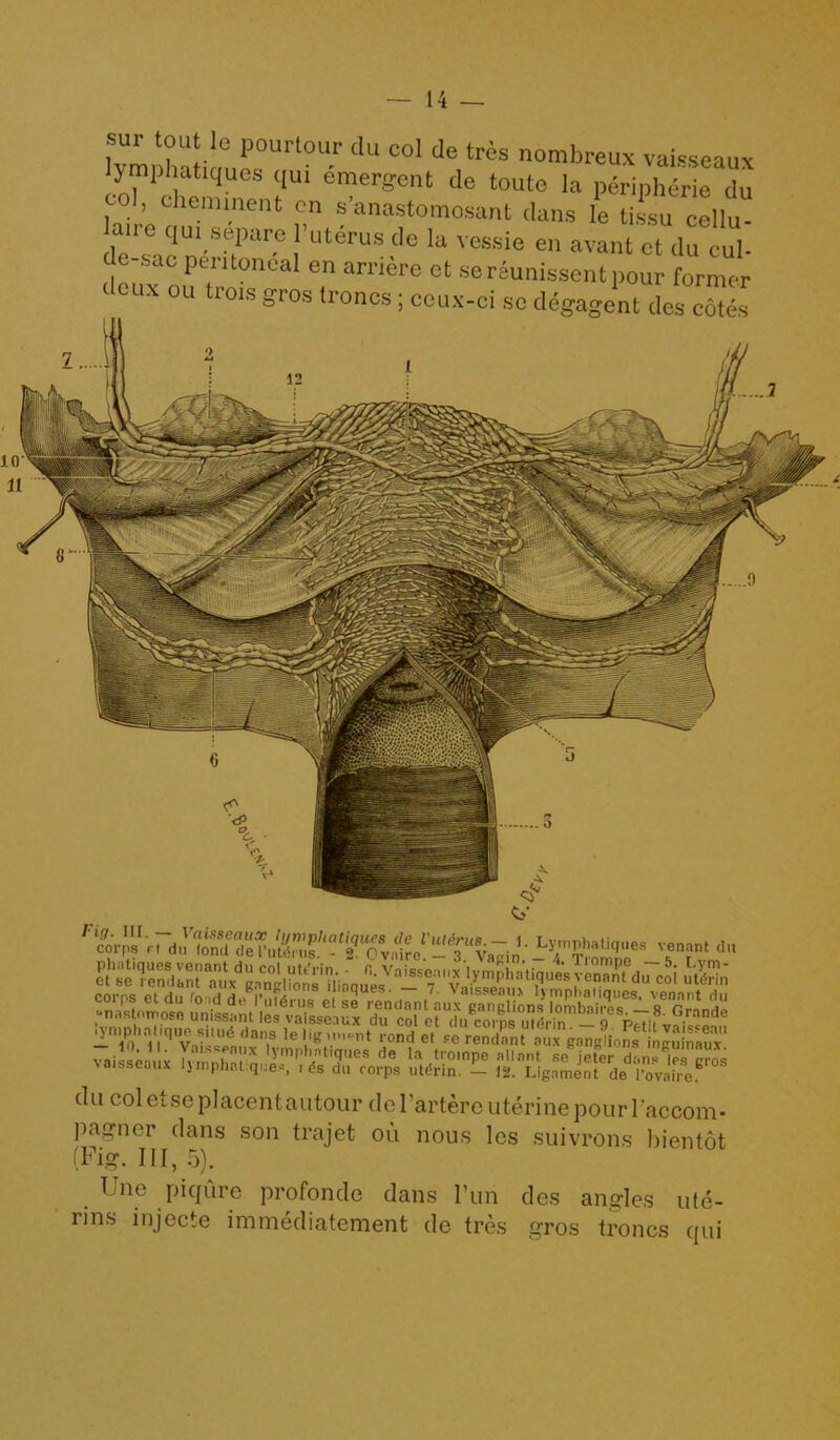 fur l°u ,le pourlour du col de tres nombreux vaisseaux lymphatiques qui emergent de touts la Peripherie du col, Chemment on s’anastomosant dans le tiCeellu- au e quisepare l'uterus de la vessie en avant ct du cub de-sac peritoneal en arriere et sereunissentpour former deux ou trois gros (rones ; ccux-ci so degagent de. cSe* m corns pf Hu fn ui h , ri,ons ,Jinc!ues. 7. \aisseaii> lymphatiques, venant du coi i s et du o ul do I uterus et se rendant aux eanelions lombairps a -nas nnaoso un.ssant les vaisseaux du col et du c0rD8 ulLin - q pI7;f,,G- d .ymphahque siiud dans le lig m.-nt rond el se rendant aux gang^ionl njulnaux voisseailx Khal’a, d6 Ia, P™** **nt -e'jeler d'snsT gros ' aisseaux ijmphat ques, ids du corps utdrin. — 12. Ligament de l’ovaire dll col etseplacentautourdel’artere uterine pour l’accom- pagner clans son trajet ou nous lcs suivrons bientot (Fig. Ill, 5). Unc piqure profonde dans Fun des angles ute- rins injecte immediatement de tres gros troncs qui