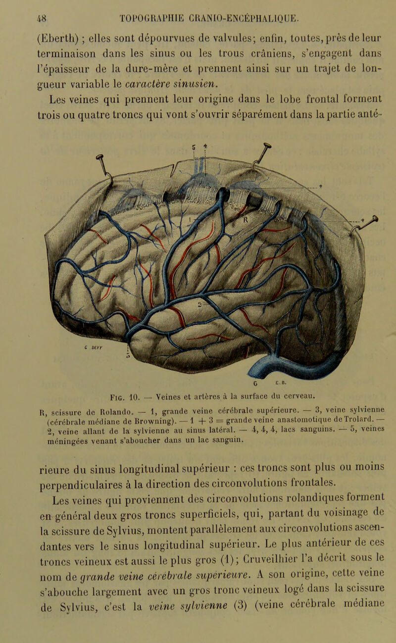 (Ebertli); dies sont depourvues de valvules; enlin, toutes, pres de leur terminaison dans les sinus ou les trous craniens, s’engagent dans I’epaisseur de la dure-mere et prennent ainsi sur un Irajet de lon- gueur variable le caractere sinusien. Les veines qui prennent leur origine dans le lobe frontal Torment trois ou quatre troncs qui vont s’ouvrir separement dans lapartie ante- Fig. 10. — Veines et arteres a la surface du cerveau. H, scissurc de Rolando. — 1, grande veine cerdbrale supdrieure. — 3, veine sylvienne ’(cdrdbrale mddiane de Browning). — 1 + 3 = grande veine anastomotique de Trolard. — 2, veine allant de la sylvienne au sinus lateral. — 4, 4, 4, lacs sanguins. 5, veines mdningdes venant s’aboucher dans un lac sanguin. rieure du sinus longitudinal superieur : ces troncs sont plus ou moins perpendiculaires a la direction des circonvolutions frontales. Les veines qui proviennenl des circonvolutions rolandiques fonnent en general deux gros troncs superficiels, qui, partant du voisinage de la scissure de Sylvius, montent parallelement aux circonvolutions ascen- dantes vers le sinus longitudinal superieur. Le plus anterieur de cet' troncs veineux est aussi le plus gros (1); Cruveilhier 1 a dcci it sous le nom de grande veine cerebrate superieure. A son origine, cette \eine s’abouche largement avec un gros tronc veineux loge dans la scissure de Sylvius, e’est la veine sylvienne (3) (veine cerebrale mediane