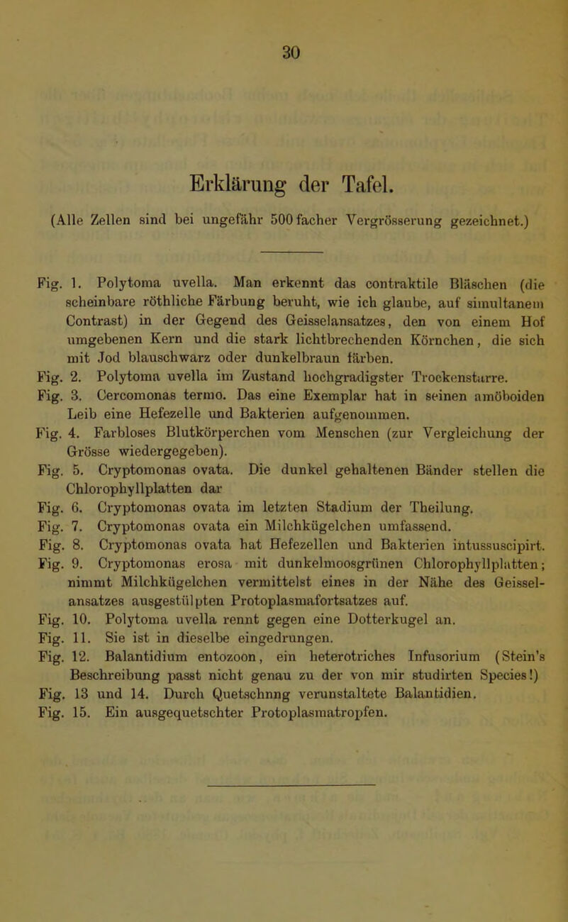 Erklärung der Tafel. (Alle Zellen sind bei ungefähr SOOfacher Vergrösserung gezeichnet.) Fig. 1. Polytoma uvella. Man erkennt das contraktile Bläschen (die scheinbare röthliche Färbung beruht, wie ich glaube, auf simultanem Contrast) in der Gegend des Geisselansatzes, den von einem Hof umgebenen Kern und die stark lichtbrechenden Körnchen, die sich mit Jod blauschwarz oder dunkelbraun färben. Fig. 2. Polytoma uvella im Zustand hochgradigster Trockenstarre. Fig. 3. Cercomona8 termo. Das eine Exemplar hat in seinen amöboiden Leib eine Hefezelle und Bakterien aufgenommen. Fig. 4. Farbloses Blutkörperchen vom Menschen (zur Vergleichung der Grösse wiedergegeben). Fig. 5. Cryptomonas ovata. Die dunkel gehaltenen Bänder stellen die Chlorophyllplatten dar Fig. 6. Cryptomonas ovata im letzten Stadium der Theilung, Fig. 7. Cryptomonas ovata ein Milchkügelchen umfassend. Fig. 8. Cryptomonas ovata hat Hefezellen und Bakterien intussuscipirt. Fig. 9. Cryptomonas erosa mit dunkelmoosgrünen Chlorophyllplatten; nimmt Milchkügelchen vermittelst eines in der Nähe des Geissel- ansatzes ausgestülpten Protoplasmafortsatzes auf. Fig. 10. Polytoma uvella rennt gegen eine Dotterkugel an. Fig. 11. Sie ist in dieselbe eingedrungen. Fig. 12. Balantidium entozoon, ein lieterotriches Infusorium (Stein's Beschreibung passt nicht genau zu der von mir studirten Species!) Fig. 13 und 14. Durch Quetschung verunstaltete Balantidien. Fig. 15. Ein ausgequetschter Protoplasmatropfen.