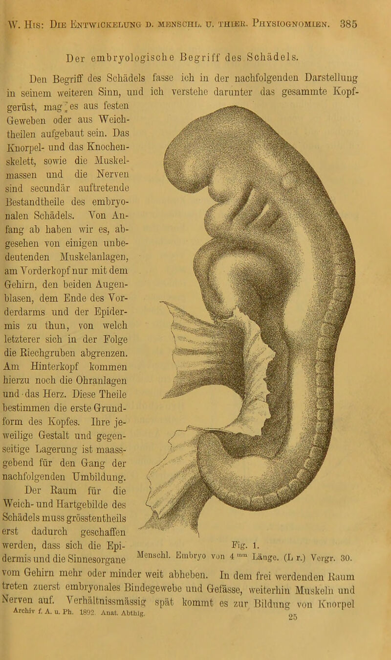 Der embrjolog'isclie Begriff des Schädels. Den Begriff des Schädels fasse ich in der nachfolgenden Darstellung in seinem weiteren Sinn, und ich verstehe darunter das gesammte Kopf- gerüst, magres aus festen Geweben oder aus Weich- thcilen aufgebaut sein. Das Knorpel- und das Knocheu- skelett, sowie die Muskel- niassen und die Nerven sind secundär auftretende Bestandtheile des embryo- nalen Schädels. Von An- fang ab haben wir es, ab- gesehen von einigen unbe- deutenden Muskelanlagen, am Vorderkopf nur mit dem Gehirn, den beiden Augeu- blasen, dem Ende des Vor- derdarms und der Epider- mis zu thun, von welch letzterer sich in der Folge die ßiechgruben abgrenzen. Am Hinterkopf kommen hierzu noch die Ohranlagen und ■ das Herz. Diese Theile bestimmen die erste Grund- form des Kopfes. Ihre je- weilige Gestalt und gegen- seitige Lagerung ist maass- gebend für den Gang der nachfolgenden Umbildung. Der Raum für die Weich-und Hartgebilde des Schädels muss grösstentheils erst dadurch geschaffen werden, dass sich die Epi- F'g- i. dermis und die Sinnesorgane von 4”>“ Länge. (L r.) Vcrgr. 30. vom Gehirn mehr oder minder weit abheben. In dem frei werdenden Kaum treten zuerst embryonales Bindegewebe und Gefässe, \veiterhiu Muskeln und Nerven auf. Verhältnissmässig spät kommt es zur Bildung von Knorpel Archiv f. A. u. Ph. 1892. Anat. Abthlg.