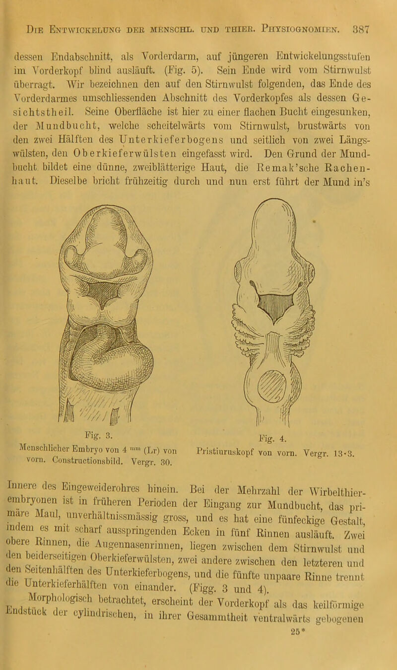 dessen Endabscbnitt, als Vorderdarm, auf jüngeren Entwickelungsstufen im Vorderkopf blind ausläuft. (Eig. 5). Sein Ende wird vom Stirnwulst überragt. Wir bezeichnen den auf den Stirnwulst folgenden, das Ende des Vurderdarmes umschliessenden Abschnitt des Vorderkopfes als dessen Ge- sichtstheil. Seine Oberfläche ist hier zu einer flachen Bucht eingesunken, der Mundbucht, welche scheitelwärts vom Stirnwulst, brustwärts von den zwei Hälften des Uuterkieferbogens und seitlich von zwei Läugs- wülsten, den Oberkieferwülsten eingefasst wird. Den Grund der Muud- biicht bildet eine dünne, zweiblätterige Haut, die Remak’sehe Rachen- hant. Dieselbe bricht frühzeitig durch und nun erst führt der Mund in’s Menschlicher Embryo von 4 (Lr) von Pristinruskopf von vorn. Vergr. 13-3, vorn. Constructionsbild. Vergr. 30. Innere des Eingeweiderohros hinein. Bei der Mehrzahl der Wirbelthier- embrjonen ist m früheren Perioden der Eiueraue zur Mnndhuelit Hnc 7^.;. cyliudiischen, in ihrer Gesammtheit ventralwärts gebogenen
