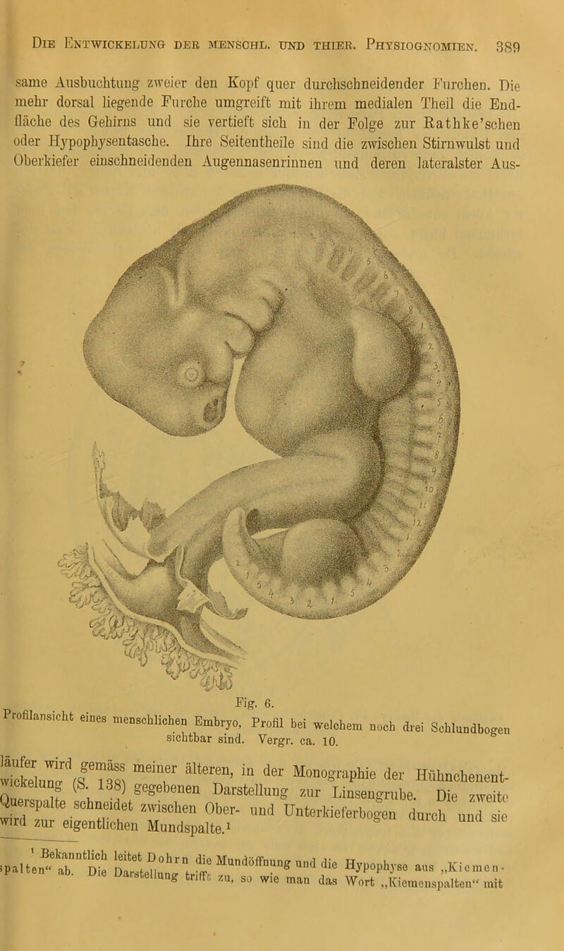 same Aiisbiichtuug ziveicr den Kopf quer diu-chschneidender Furchen. Die mehr dorsal liegende Furche umgreift mit ihrem medialen Theil die End- fläche des Gehirns und sie vertieft sich in der Folge zur Rathke’schen oder Hypophysentasche. Ihre Seitentheile sind die zwischen Stirnwulst und Oberkiefer einschneidenden Augennasenrinnen und deren lateralster Aus- Profilansicht Pig. 6. eines menschlichen Emhryo, sichtbar sind. Profil bei welchem noch drei Schlundbogen Vergr. ca. 10. ““7 '‘T’ “ HübncheneDt- (\ if ' §'egebenen Darstellung zur Linsengrube Die zweite asr