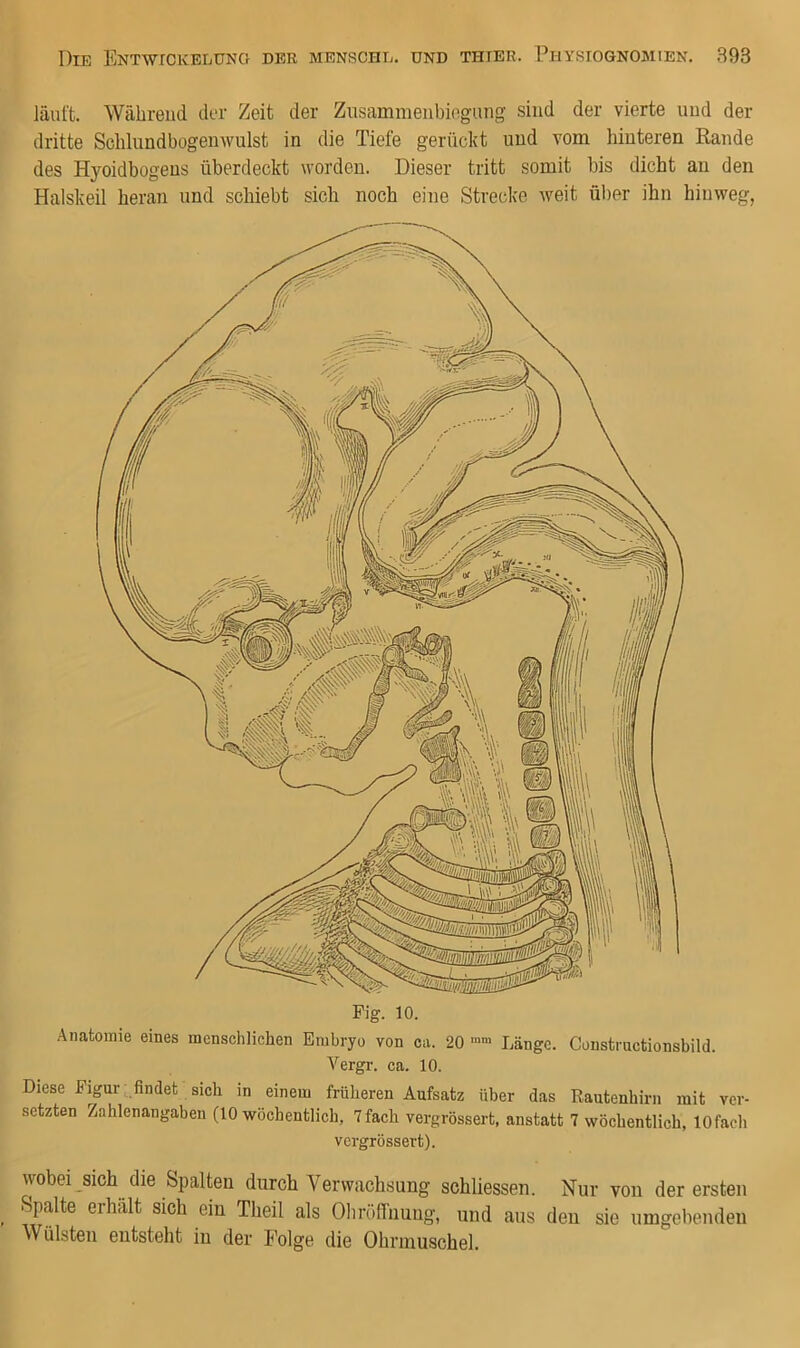 läuft. Während der Zeit der Zusammenbiegung sind der vierte und der dritte Schliindbogenwulst in die Tiefe gerückt und vom hinteren Rande des Hyoidbogeus überdeckt worden. Dieser tritt somit bis dicht an den Halskeil heran und schiebt sich noch eine Strecke weit über ihn hinweg, Pig. 10. Anatomie eines menschlichen Embryo von ca. 20 ■«> Länge. Constructionsbild. Vergr. ca. 10. Diese Figur ,_findet sich in einem früheren Aufsatz über das Rautenhirn mit ver- setzten Zahlenangaben (10 wöchentlich, 7fach vergrössert, anstatt 7 wöchentlich, lOfach vergrössert). vvobei sich die Spalten durch Verwachsung schliessen. Nur von der ersten Spalte erhalt sich ein Theil als Ohröffnung, und aus den sie umgebenden Wülsten entsteht in der Folge die Ohrmuschel.