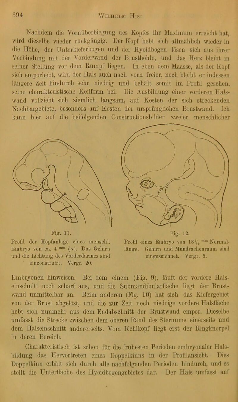 Nachdem die Vüniüborbicguiig des Kopfes ihr Älaximum erreicht hat, wird dieselbe wieder rückgiiiigig. Der Ko])f hebt sicli allmälilich wieder iu die Höhe, der Uiiterkieferbogeii und der Hyoidbogen lösen sich aus ihrer Verbindung mit der Yorderwaud der Brusthöhle, und das Herz bleibt in seiner Stellung vor dem Kumpf liegen, ln el)on dem Maasse, als der Kopf sich emporhebt, wird der Hals auch nach vorn freier, noch bleibt er indessen längere Zeit hindurch sehr niedrig und behält somit im J’roül gesehen, seine charakteristische Keilform bei. Die Ausbildung einer vorderen Hals- wand vollzieht sich ziemlich langsam, auf Kosten der sich streckenden Nachbargebiete, besonders auf Kosten der ursprünglichen Brustwand. Ich kann hier auf die beifolgenden Constructionsbilder zweier menschlicher Fig. 11. Profil der Kopfaiüage eines uiensclil. Embiyo von ca. 4 (ix). Das Gehirn und die Lichtung des Vorderdarmes sind einconstruirt. Vergr. 20. Fig. 12. Profil eines Embryo von 18'/s ““ Normal- länge. Gehirn und Mund rachen raum sind eingezeichnet. Vergr. 5. Embryonen hinweisen. Bei dem einem (Fig. 9), läuft der vordere Hals- einschnitt noch scharf aus, und die Submandibularflächc liegt der Brust- wand unmittelbar an. Beim anderen (Fig. 10) hat sich das Kiefergebiet von der Brust abgelöst, und die zur Zeit noch niedrige vordere Halsfläche. hebt sich nunmehr aus dem Endabschuitt der Brustwand empor. Dieselbe umfasst die Strecke zwischen dem oberen Kami dos Sternums einerseits und dem Halseinschnitt andererseits. Vom Kehlkopf liegt erst der Riugkuorpel in deren Bereich. Charakteristisch ist schon liir die frühesten Perioden embryonaler Hals- bildung das Hervortreten eines Doppelkinns in der ProlilansichL Dies Doppelkinn erhält sich durch alle nachfolgenden Perioden hindurch, und es stellt die Unterllächc des Hyoidbogengebiet es dar. Der Hals umhisst auf