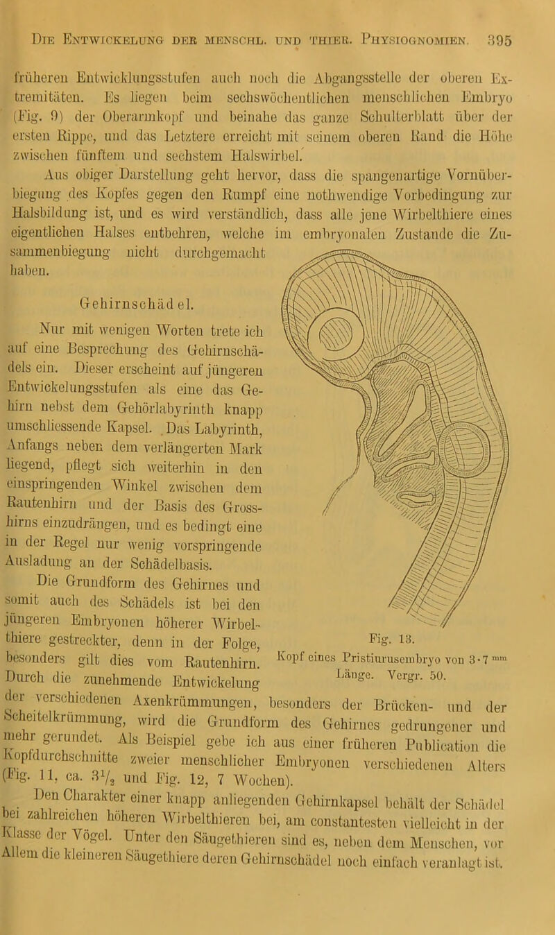 irühereu Eutwicklung'sstiilen auch iiodi die Abgaiig'sstelle der oberen Ex- treuiitätcu. Es liegen beim sechswoclieiitlicheii iiiensehliehen J^lmbryo (Fig. 9) der Oberannkopf und beinahe das ganze Schulterblatt über der ersten Rippe, und das Letztere erreicht mit seinem oberen Rand die Höhe zwischen t'iinftem und sechstem Halswirbel. Aus obiger Darstellung geht hervor, dass die spangenartige Vornübei- bieguug des Ixoptes gegen den Rumpf eine nothwendige Vorbedingung zur Halsbilduug ist, und es wird verständlich, dass alle jene AVirbelthiere eines eigentlichen Halses entbehren, welche sammenbiegung nicht durchgeniacht Iiaben. Gehirnschäd el. Nur mit wenigen Worten trete ich aul eine Besprechung des Gohirnschä- dels ein. Dieser erscheint auf jüngeren Entwickelungsstufen als eine das Ge- hirn nebst dem Gehörlabyrinth knapp umschliessende Kapsel. .Das Labyrinth, Anfangs neben dem verlängerten Mark liegend, pflegt sich weiterhin in den eiuspringenden Winkel zwischen dem Rautenhiru und der Basis des Gross- hirns einzudrängen, und es bedingt eine in der Regel nur wenig lorspriugende Ausladung an der Schädelbasis. Die Grundform des Gehirnes und somit auch des Schädels ist bei den jüngeren Embryonen höherer AVirbel- im embryonalen Zustande die Zu- Kopf eines Pristiuruscinbryo von 3-7 ’ Länge. Vergr. 50. thiere gestreckter, denn in der Folge, besonders gilt dies vom Rautenhirn. Duich die zunehmende Entwickelung der verschiedenen Axenkrümmungen, besonders der Brücken- und der Scheitclkruinmung, wird die Grundform des Gehirnes gedrungener und mehr gerundet. Als Beispiel gebe ich aus einer früheren Publication die Kopfdurchschnitte zweier menschlicher Embryonen verschiedenen Alters (kig. 11, ca. 31/2 und Fig. I2, 7 AVochen). Den Charakter einer knapp anliegenden Gehirnkapsol behält der Schä.lel lei zahlreichen höheren AVirbelthieren bei, am constantesten vielleicht in der assc CI Vögel. Untei den Säugethieren sind es, neben dem Menschen, vor 1 ein die kleineren Säiigethiere deren Gehirnschädel noch einfach veranlagt ist.