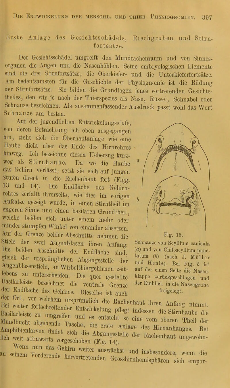 Erste Anlage des Gesichtsscliädels, Riechgriiben und Stiru- fortsätze. Der Gesichtsschädel umgreift den Mundracheuraum und von Sinnes- organen die Augen und die Nasenhöhlen. Seine emhiyologischen Elemente sind die drei Stirnfortsätze, die Oberkiefer- und die Unterkieferfortsätze. Am bedeutsamsten für die Geschichte der Physiognomie ist die Bildung der Stirnfortsätze. Sie bilden die Grundlagen jenes vortretenden Gesichts- theiles, den wir je nach der Thierspezies als Nase, Rüssel, Schnabel oder Schnauze bezeichnen. Als zusammenfassender Ausdruck passt wohl das Wort Schnauze am besten. Auf der jugendlichen Eutwickelungsstufe, von deren Betrachtung ich oben ausgegangen bin, zieht sich die Oberhautanlage wie eine Haube dicht über das Ende des Hirnrohres hinweg. Ich bezeichne diesen Ueberzug kurz- weg als Stirnhaube. Da wo die Haube das Gehirn verlässt, setzt sie sich auf jungen Stufen direct in die Rachenhaut fort (Figg. 13 und 14). Die Endfläche des Gehirn- rohres zerföllt ihrerseits, wie dies im vorigen Aufsatze gezeigt wurde, in einen Stirntheil im engeren Sinne und einen basilaren Grundtheil, welche beiden sich unter einem mehr oder mindei stumpfen Winkel von einander ahsetzen. Auf der Grenze beider Abschnitte nehmen die Stiele der zwei Augeublasen ihren Anfang. Die beiden Abschnitte der Endfläche sind, , , gleich der ursprünglichen Abgaugsstelle der td 1 ,“™>«'‘W«''gehirnen zeit- eut der einen Seite die Nasen- s zu unterscheiden. Die quer gestellte klappe zurückgeschlagen und Basilarleiste bezeichnet die ventrale Grenze Einblick in die Nasengrubc der Endfläche des Gehirns. Dieselbe ist auch freigelegt. Z T rt*“™ <ii<= Kaohenhaut ihren Anfang nimmt Basilarleiste “tnti hf*‘ ““““ die Stirnhanbe die Mundbucht abueheifdpT l ^ ^ ^ Theil der Amphibienlarven findpt a’- Anlage des Hirnanhanges. Bei eelem vördereM^t” insbesondere, wenn die nem Vordeiende hervortretenden Grosshirnhemisphären sich empor- Fig. 15. Schnauze von Scylliuui canicula (flt) und von Chiloscyllium puuc- tatum {b) (nach J. Müller an