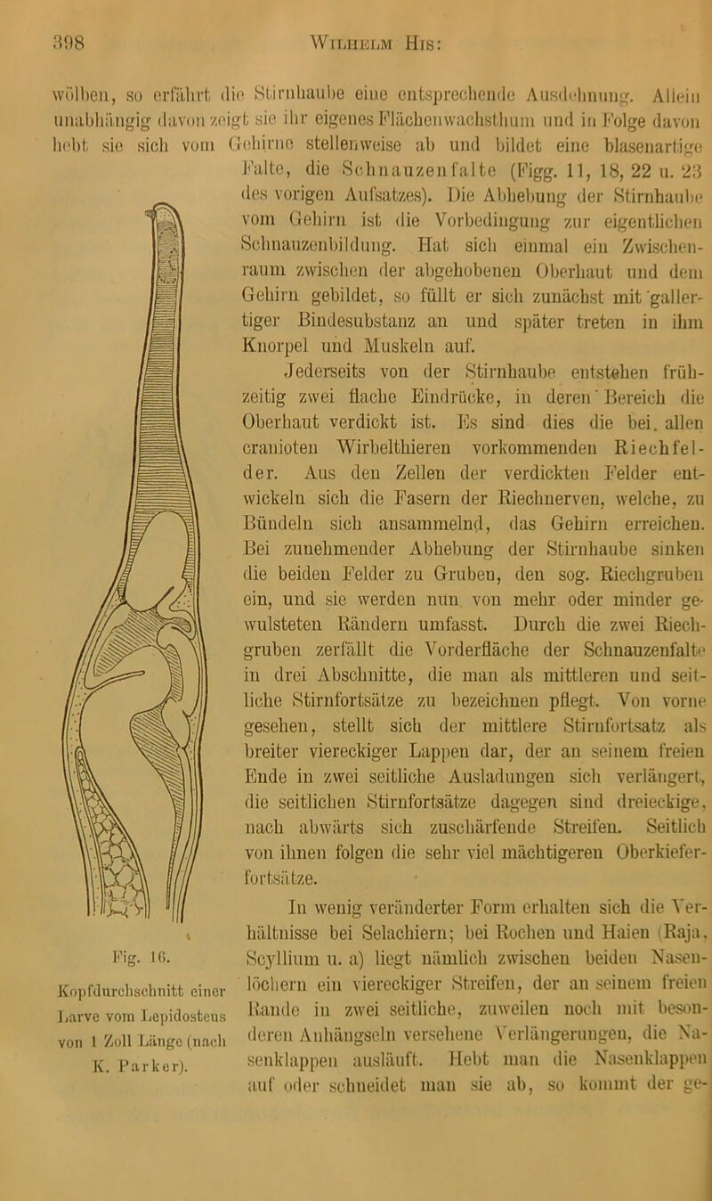 wölben, so evlalirt die SLirnliaube eine cntsprechciide Ausdidmung. Allein unabhängig davon zeigt sie ihr eigenes Fläcbenwachsthuni nnd in Folge davon bebt sie sich vom (roliinio stellenweise ab und bildet eine blasenartige Kopfdurclisclmitt einer liarve vom Lepidosteus von 1 Zoll Länge (nach K. Parker). Falte, die Selinauzenfalte (Figg, 11, 18, 22 n. 23 des vorigen Aufsatzes). Die Abhebung der >Stirnhaube vom Gehirn ist die Vorbedingung zur eigentlichen Schnauzonbildnng. Hat sich einmal ein Zwischen- raum zwischen der abgehobenen Oberhaut nnd dem Gehirn gebildet, so füllt er sich zunächst mit'galler- tiger ßindesubstanz an und später treten in ihm Knorpel und Muskeln auf. Jederseits von der Stiimhaube entstehen l'rüh- zeitig zwei flache Eindrücke, in deren' Bereich die Oberhaut verdickt ist. Es sind dies die bei. allen cranioten Wirbelthieren vorkommenden Riechfel- der. Aus den Zellen der verdickten Felder ent- wickeln sich die Fasern der Riechnerven, welche, zu Bündeln sich ansammelnd, das Gehirn erreichen. Bei zunehmender Abhebung der Stirnhaube sinken die beiden Felder zu G-ruben, den sog. Riechgruben ein, und sie werden mm von mehr oder minder ge- wulsteten Rändern umfasst. Durch die zwei Riech- gruben zerfällt die Vorderfläche der Schnauzenfaltc in drei Abschnitte, die mau als mittleren und seit- liche Stirnfortsälze zu bezeichnen pflegt. Von vorne gesehen, stellt sich der mittlere Stirnfortsatz als breiter viereckiger Lappen dar, der an seinem freien Ende in zwei seitliche Ausladungen sich verlängert, die seitlichen Stirnfortsätze dagegen sind dreieckige, nach abwärts sich zuschärfende Streifen. Seitlich von ihnen folgen die sehr viel mächtigeren Oberkiefer- fortsätze. In wenig veränderter Form erhalten sich die Ver- hältnisse bei Selachiern; bei Rochen und Haien (Raja. Sc3dlium n. a) liegt nämlich zwischen beiden Nasen- löchern ein viereckiger Streifen, der an seinem freien Rande in zwei seitliche, zuweilen noch mit beson- deren Anhängseln versehene Verlängerungen, die Na- senkiappen ausläuft. Hebt man die Nasenklappen auf oder schneidet mau sie ab, so kommt der ge-