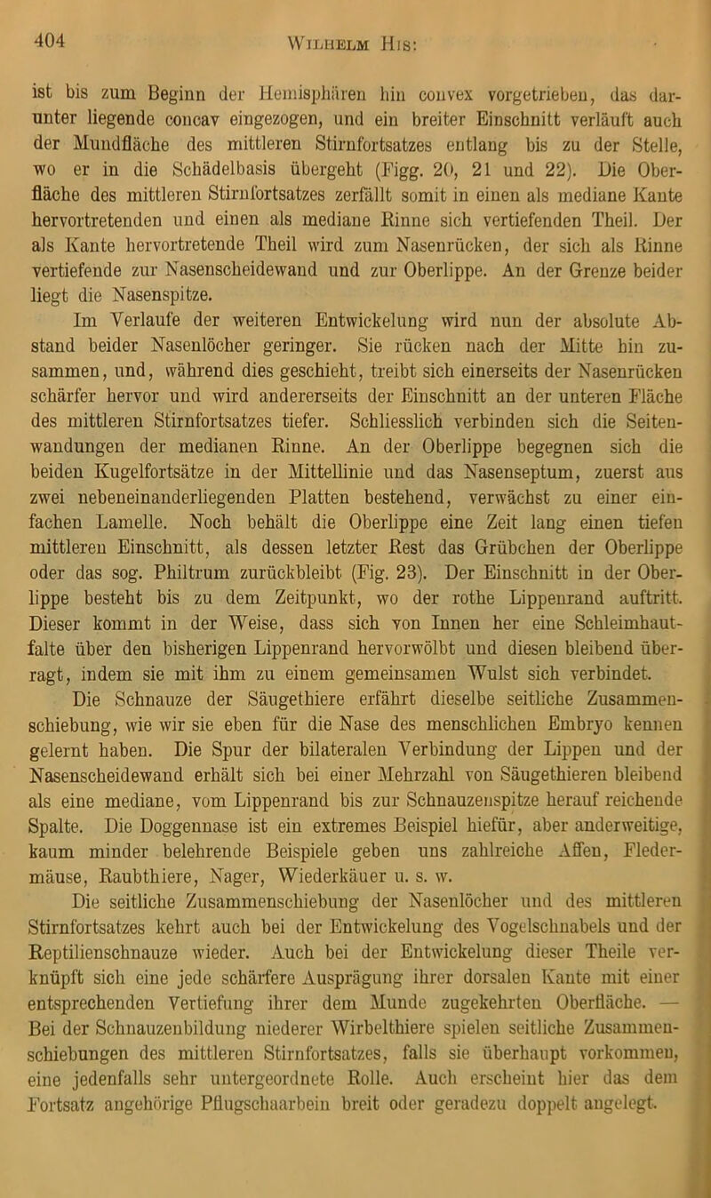 ist bis zum Beginn der Hemisphären hin convex vorgetrieben, das dar- unter liegende concav eingezogen, und ein breiter Einschnitt verläuft auch der Mundfläche des mittleren Stirnfortsatzes entlang bis zu der Stelle, wo er in die Schädelbasis übergeht (Figg. 20, 21 und 22). Die Ober- fläche des mittleren Stirnfortsatzes zerfällt somit in einen als mediane Kante hervortretenden und einen als mediane Rinne sich vertiefenden Theil. Der als Kante hervortretende Theil wird zum Nasenrücken, der sich als Rinne vertiefende zur Nasenscheidewand und zur Oberlippe. An der Grenze beider liegt die Nasenspitze. Im Verlaufe der weiteren Entwickelung wird nun der absolute Ab- stand beider Nasenlöcher geringer. Sie rücken nach der Mitte hin zu- sammen, und, während dies geschieht, treibt sich einerseits der Nasenrücken schärfer hervor und wird andererseits der Einschnitt an der unteren Fläche des mittleren Stirnfortsatzes tiefer. Schliesslich verbinden sich die Seiten- wandungen der medianen Rinne. An der Oberlippe begegnen sich die beiden Kugelfortsätze in der Mittellinie und das Nasenseptum, zuerst aus zwei nebeneinanderliegenden Platten bestehend, verwächst zu einer ein- fachen Lamelle. Noch behält die Oberlippe eine Zeit lang einen tiefen mittleren Einschnitt, als dessen letzter Rest das Grübchen der Oberlippe oder das sog. Phiitrum zurückbleibt (Fig. 23). Der Einschnitt in der Ober- lippe besteht bis zu dem Zeitpunkt, wo der rothe Lippenrand auftritt. Dieser kommt in der Weise, dass sich von Innen her eine Schleimhaut- falte über den bisherigen Lippenrand hervorwölbt und diesen bleibend über- , ragt, indem sie mit ihm zu einem gemeinsamen Wulst sich verbindet. j Die Schnauze der Säugethiere erfährt dieselbe seitliche Zusammen- | Schiebung, wie wir sie eben für die Nase des menschlichen Embryo kennen gelernt haben. Die Spur der bilateralen Verbindung der Lippen und der Nasenscheidewand erhält sich bei einer Mehrzahl von Säugethieren bleibend als eine mediane, vom Lippenrand bis zur Schnauzenspitze herauf reichende Spalte. Die Doggennase ist ein extremes Beispiel hiefür, aber anderweitige, kaum minder belehrende Beispiele geben uns zahlreiche Affen, Fleder- mäuse, Raubthiere, Nager, Wiederkäuer u. s. w. Die seitliche Zusammenschiebung der Nasenlöcher und des mittleren Stirnfortsatzes kehrt auch bei der Entwickelung des Vogelschnabels und der < Reptilienschnauze wieder. Auch bei der Entwickelung dieser Theile ver- I knüpft sich eine jede schärfere Ausprägung ihrer dorsalen Kante mit einer < entsprechenden Vertiefung ihrer dem Munde zugekehrten Oberfläche. — Bei der Schnauzenbildung niederer Wirbelthiere spielen seitliche Zusammen- schiebungen des mittleren Stirnfortsatzes, falls sie überhaupt Vorkommen, eine jedenfalls sehr untergeordnete Rolle. Auch erscheint hier das dem Fortsatz angehörige Pflugschaarbein breit oder geradezu doppelt angelegt.